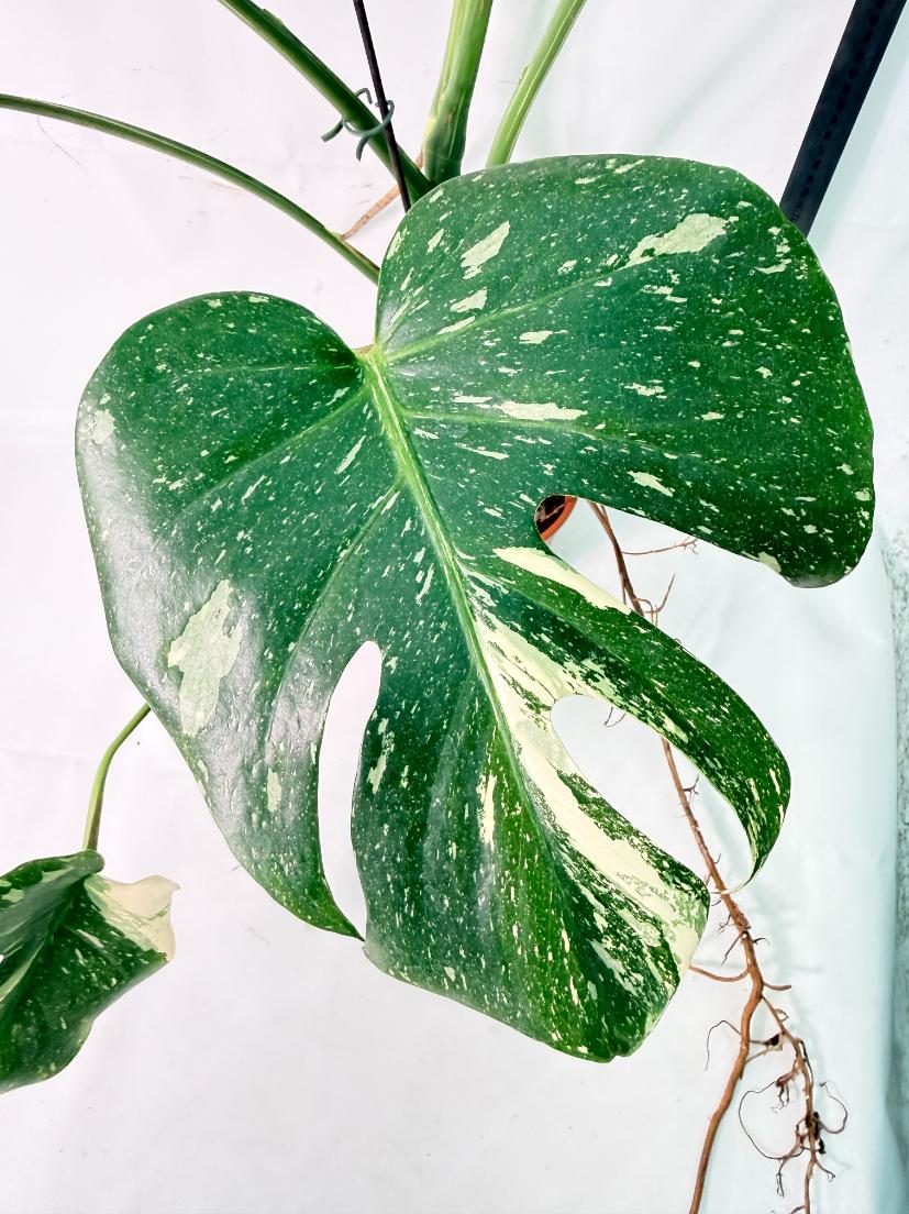 Monstera Thai Constellation XL 03