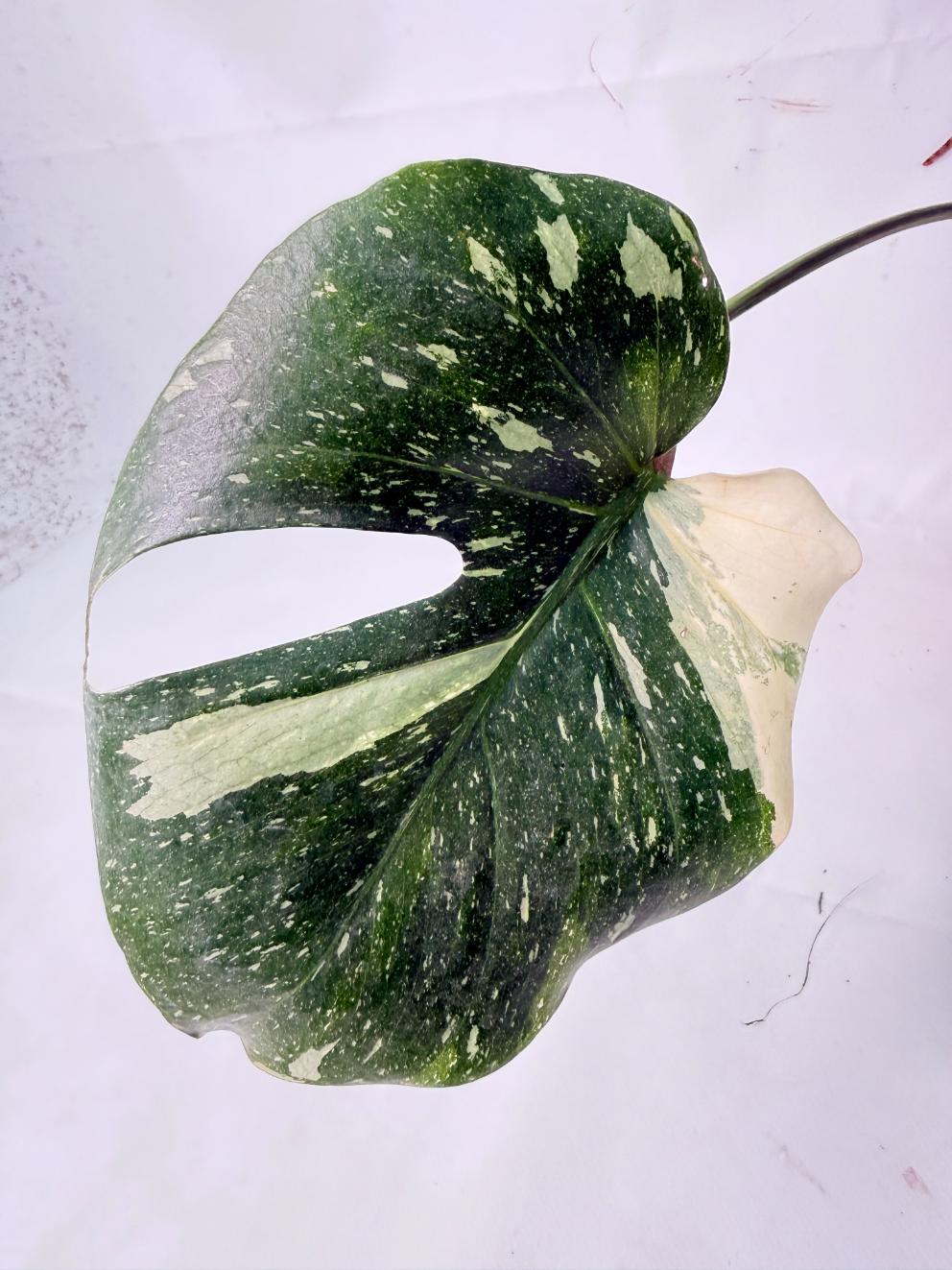 Monstera Thai Constellation XL 04