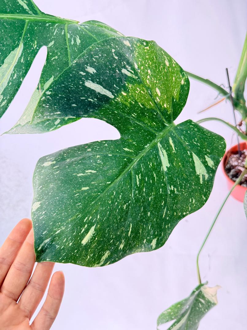Monstera Thai Constellation XL 05