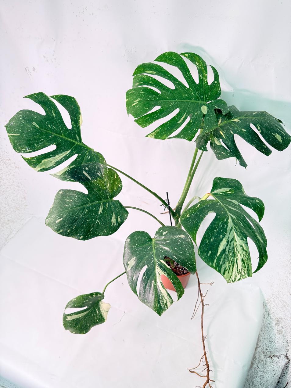 Monstera Thai Constellation XL 06