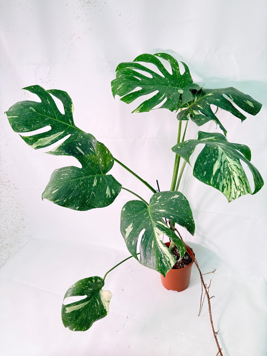 Monstera Thai Constellation XL 01