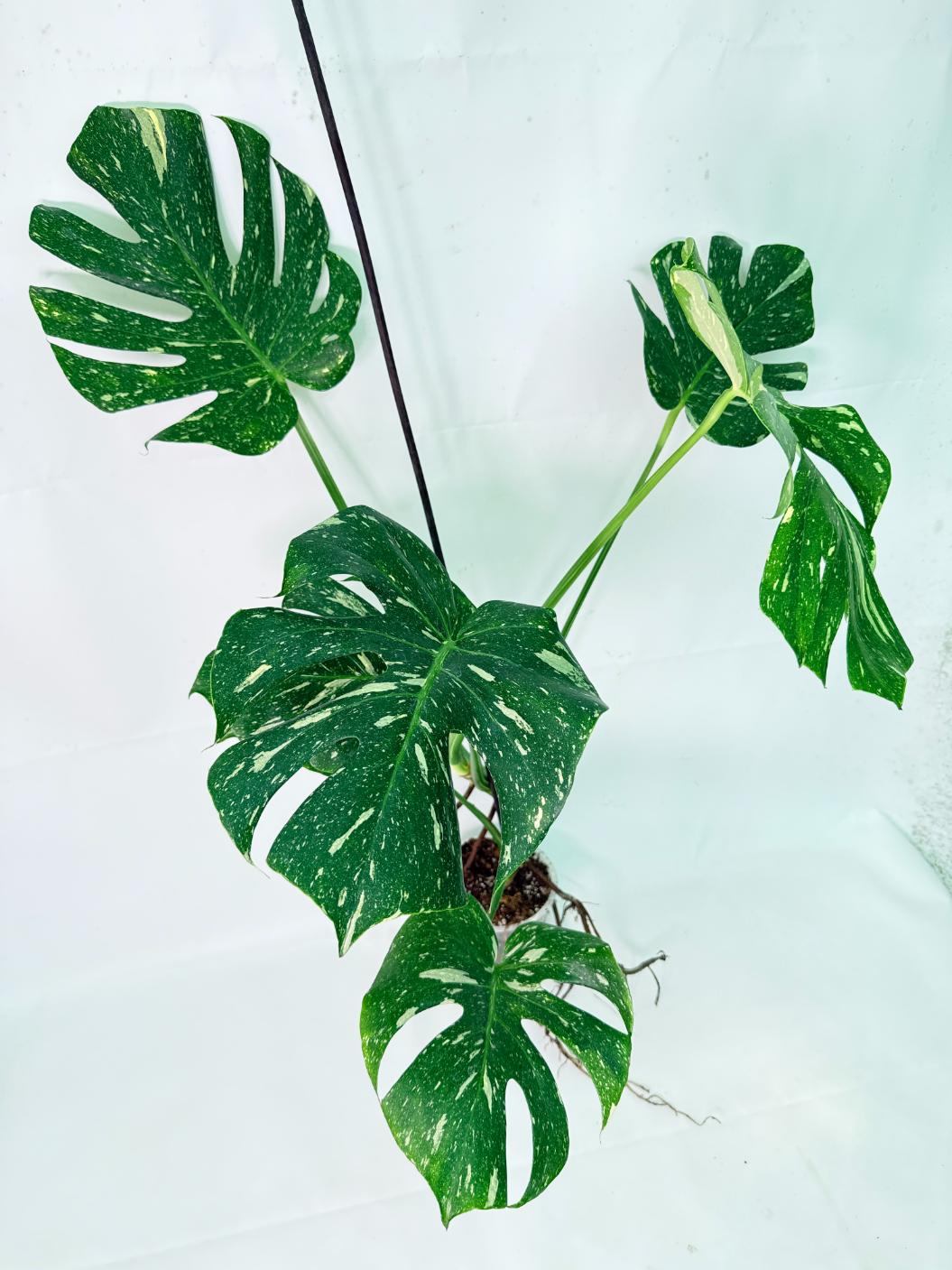 Monstera Thai Constellation XL 08