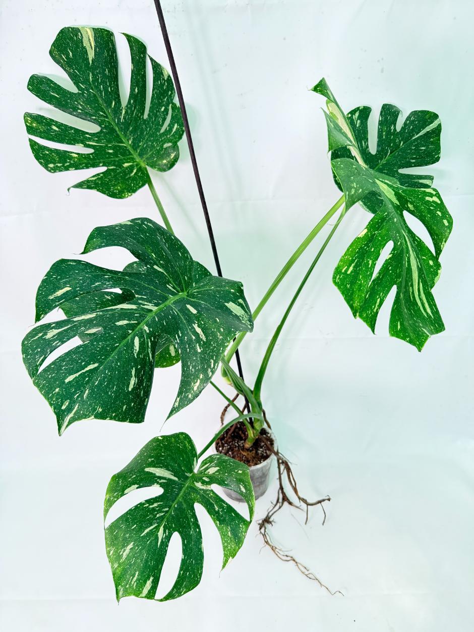 Monstera Thai Constellation XL 09