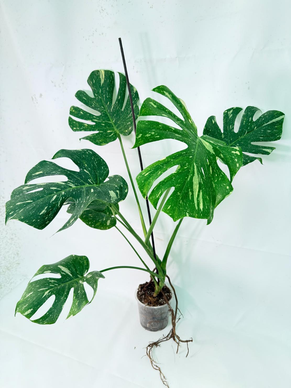 Monstera Thai Constellation XL 10