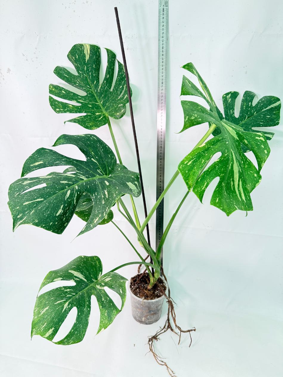 Monstera Thai Constellation XL 11