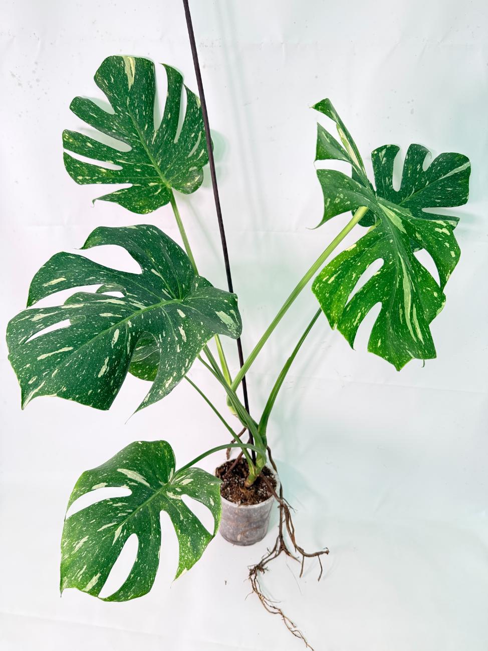 Monstera Thai Constellation XL 01