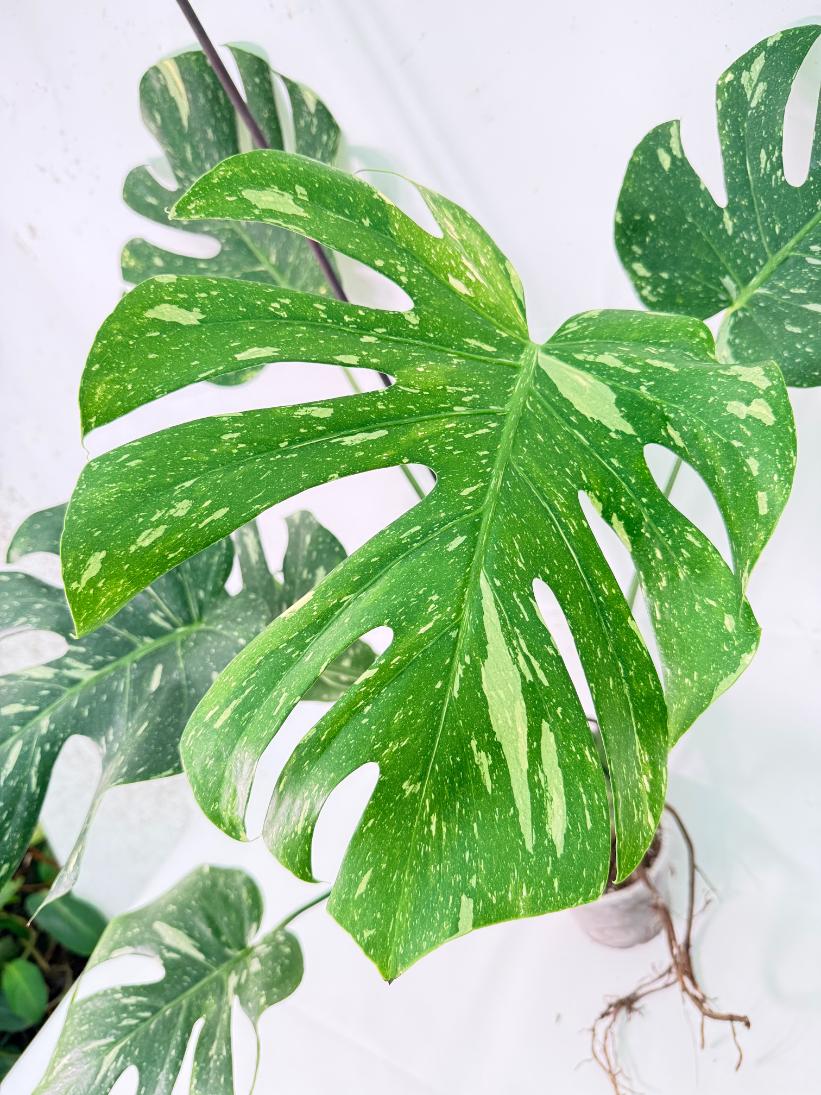 Monstera Thai Constellation XL 02