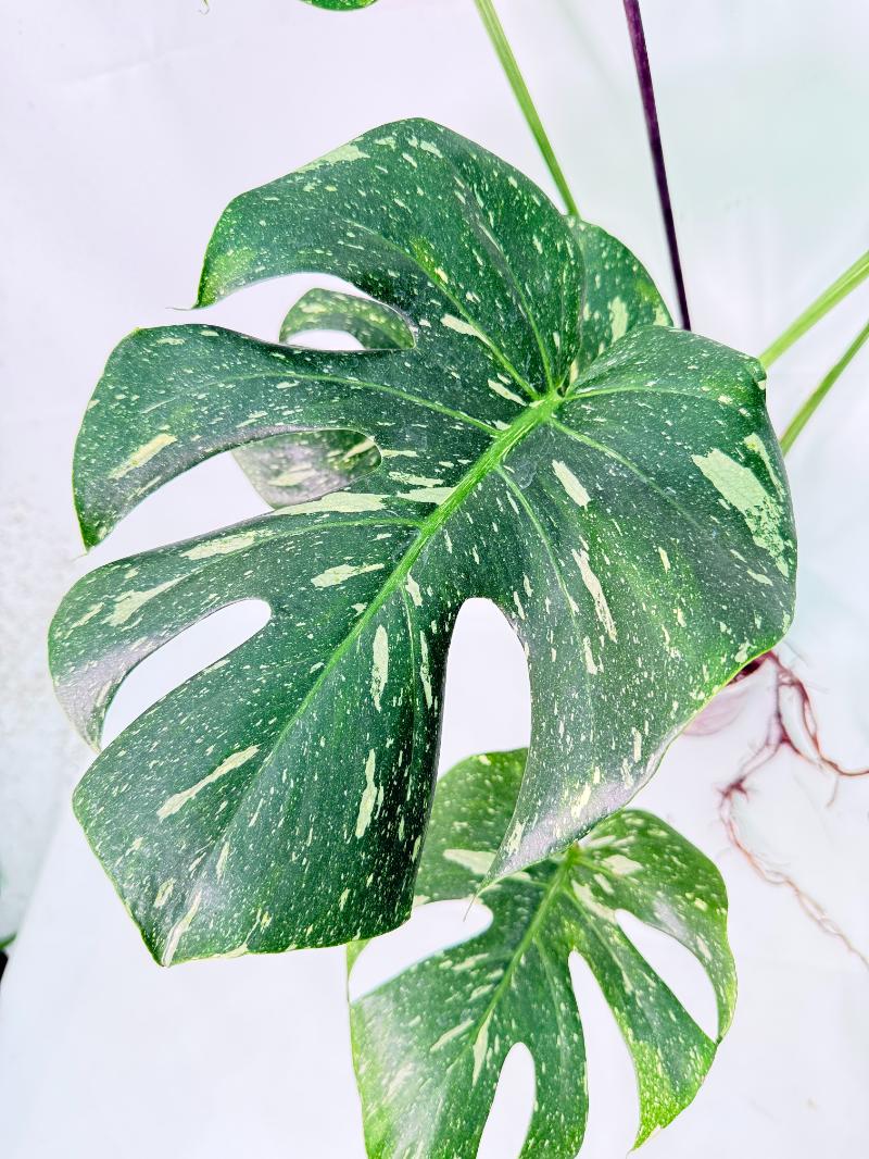 Monstera Thai Constellation XL 03