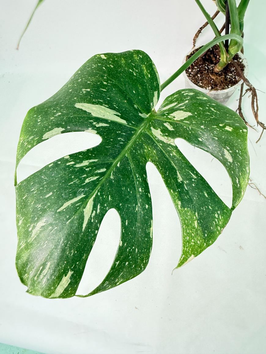 Monstera Thai Constellation XL 04