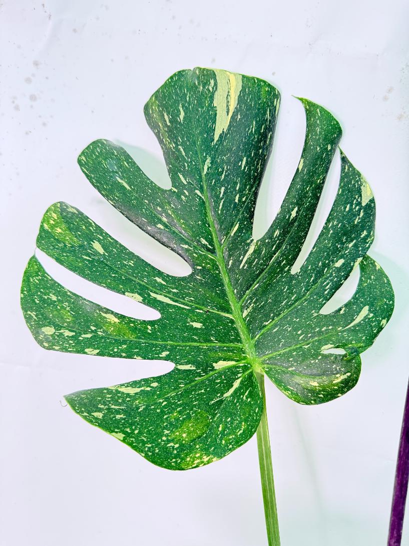 Monstera Thai Constellation XL 05