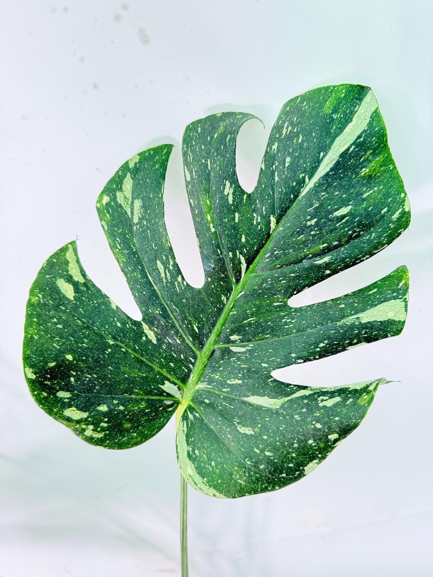 Monstera Thai Constellation XL 06