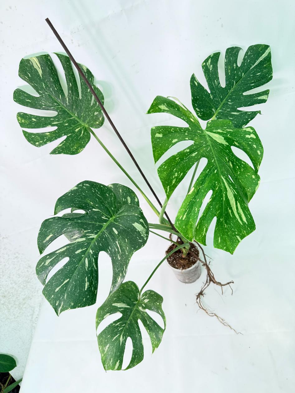 Monstera Thai Constellation XL 07