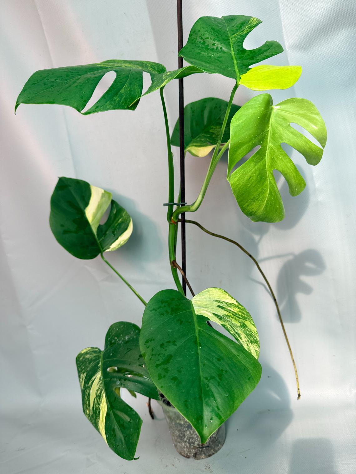 Monstera Variegata Aurea XL 09