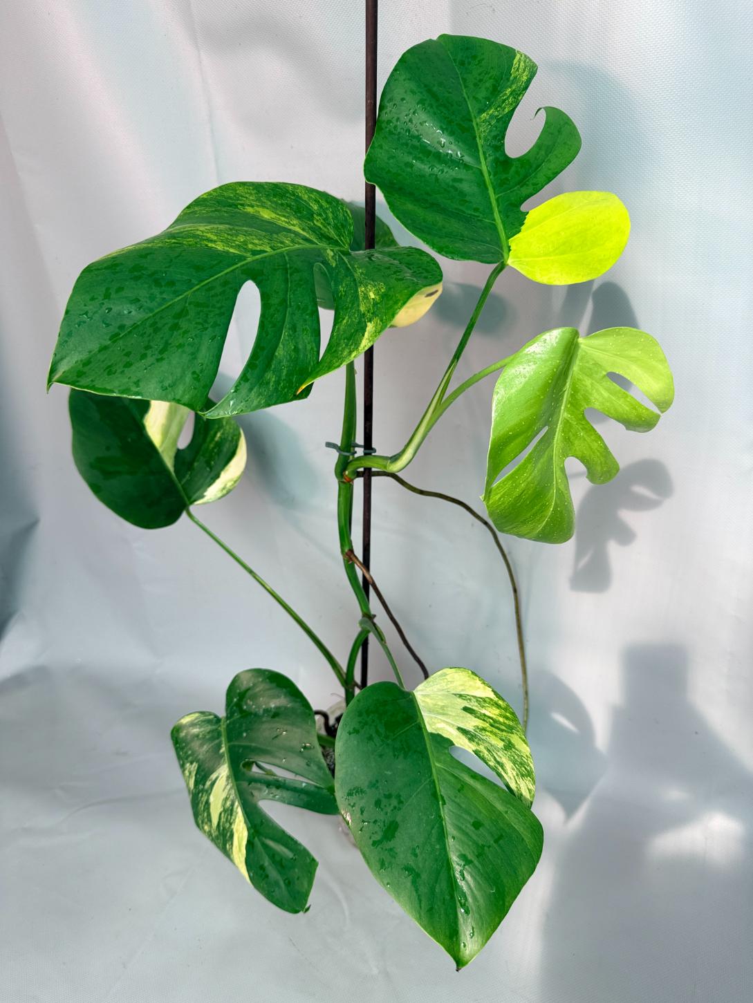 Monstera Variegata Aurea XL 01