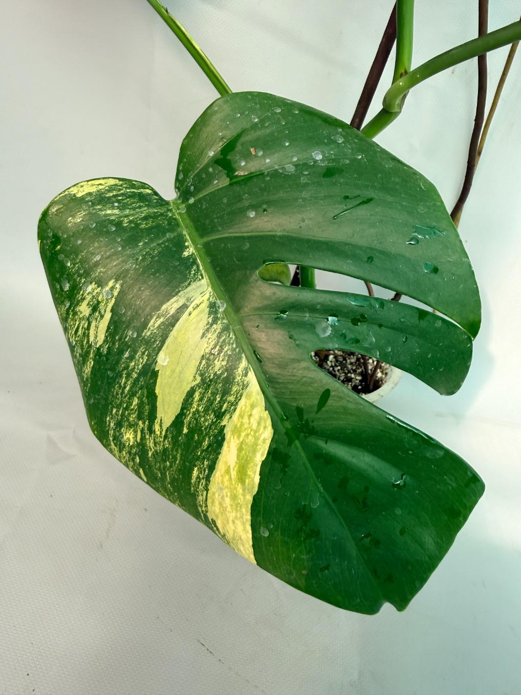 Monstera Variegata Aurea XL 03