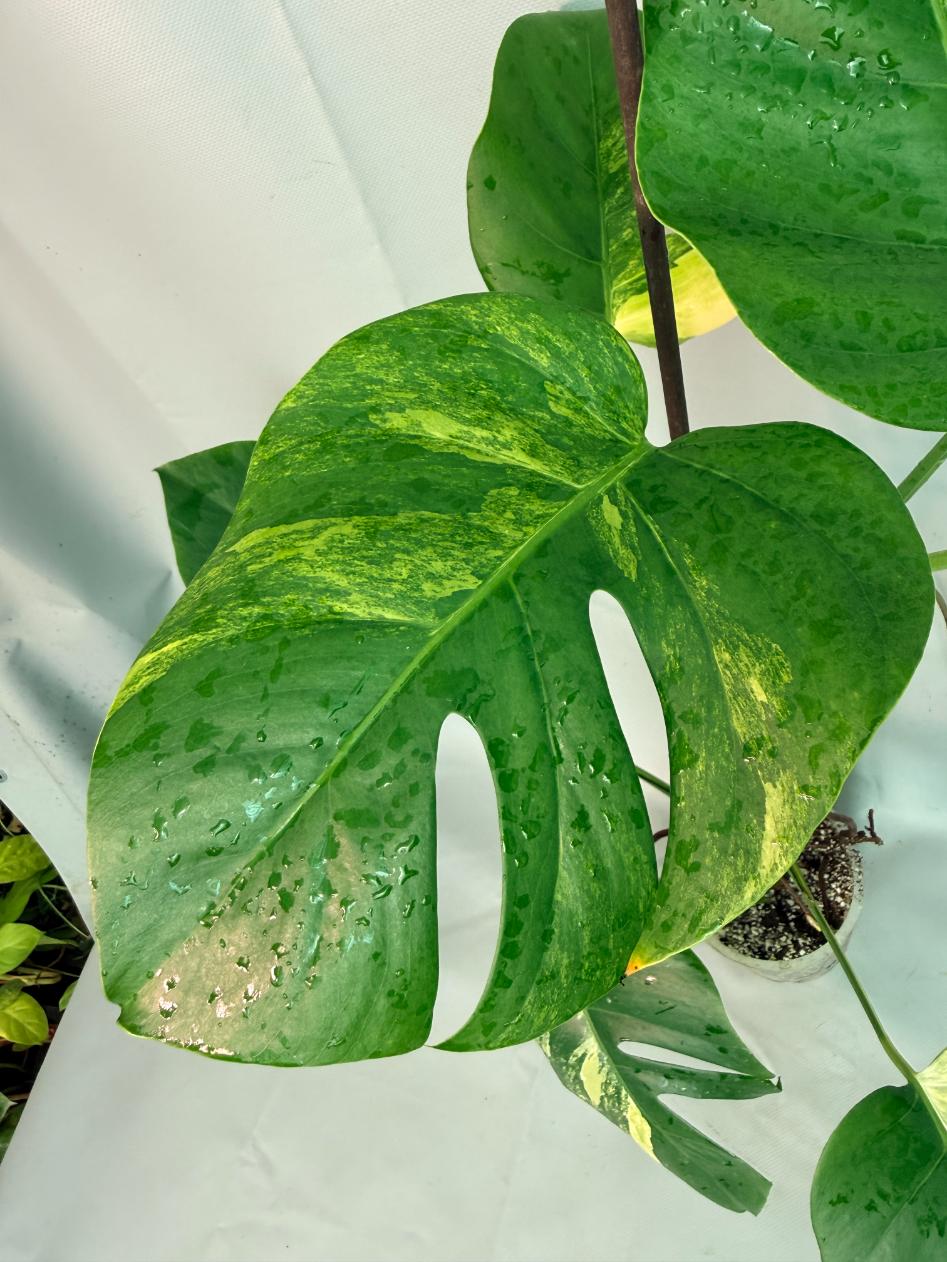 Monstera Variegata Aurea XL 04