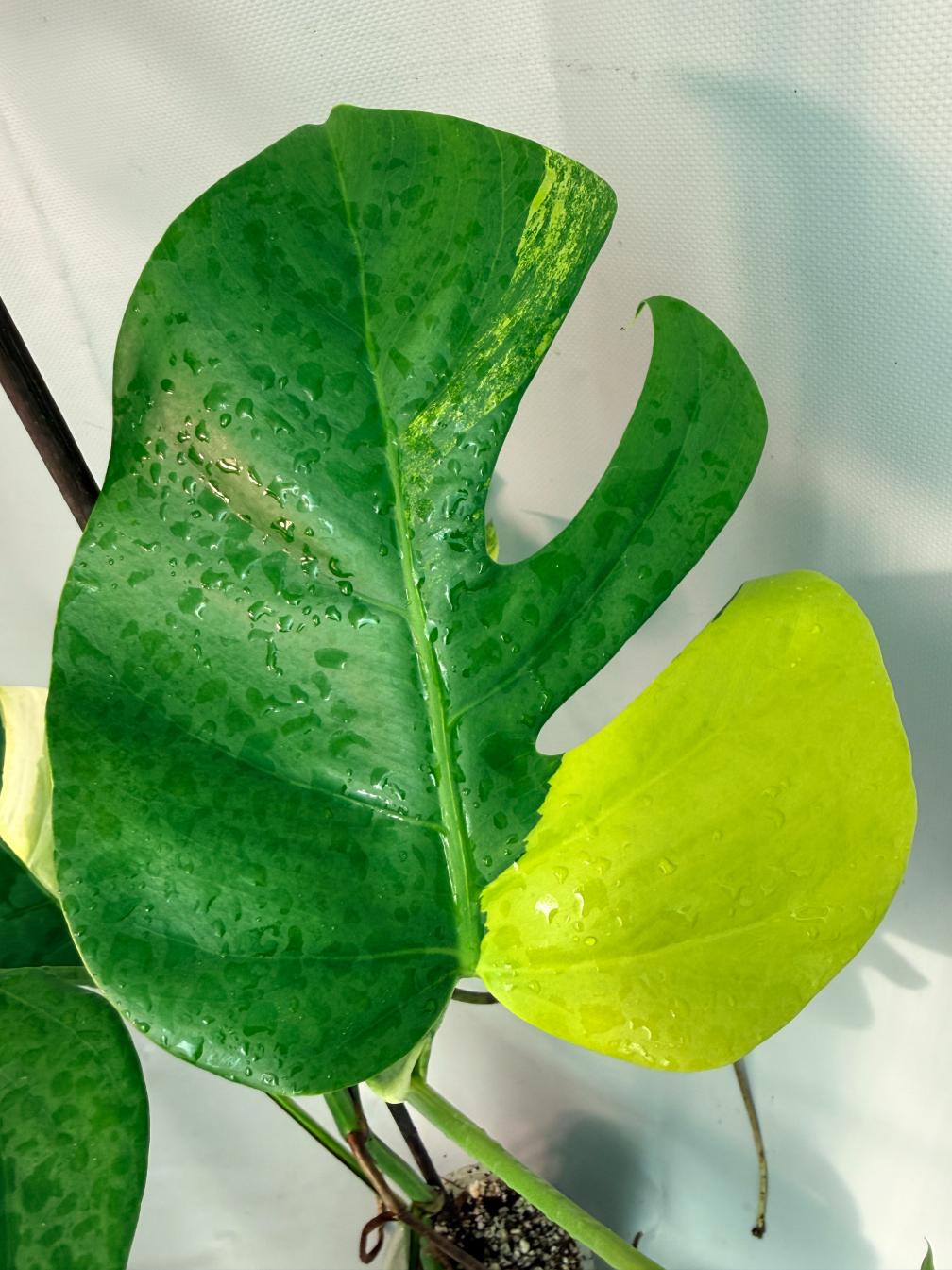 Monstera Variegata Aurea XL 05