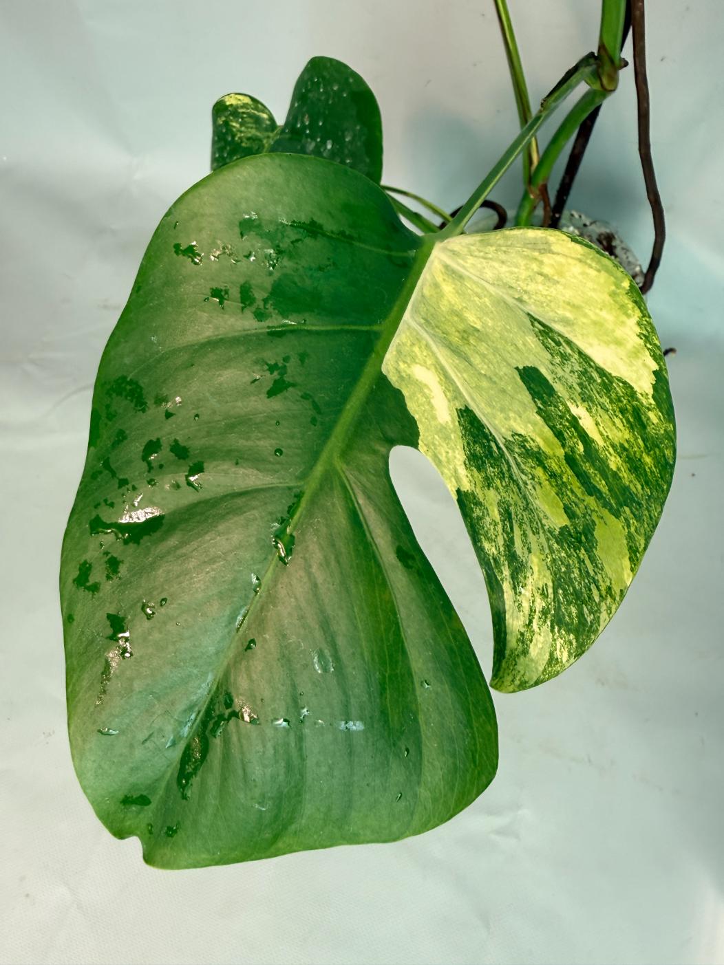 Monstera Variegata Aurea XL 06