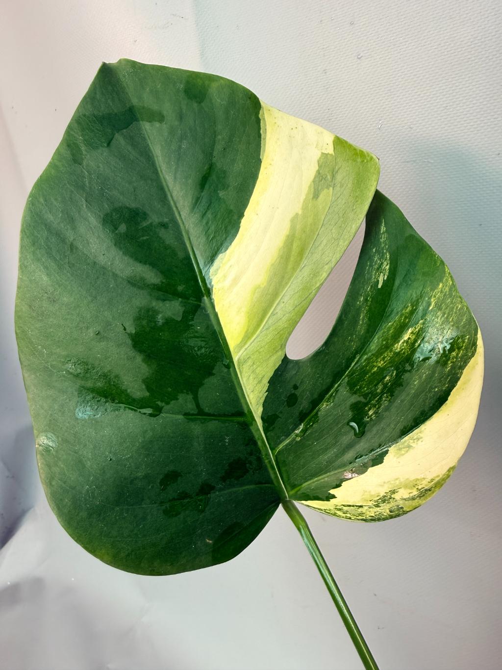 Monstera Variegata Aurea XL 07
