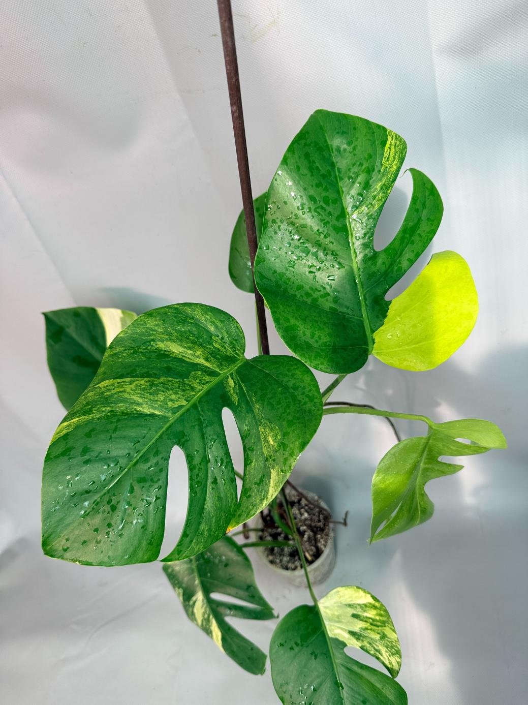 Monstera Variegata Aurea XL 08