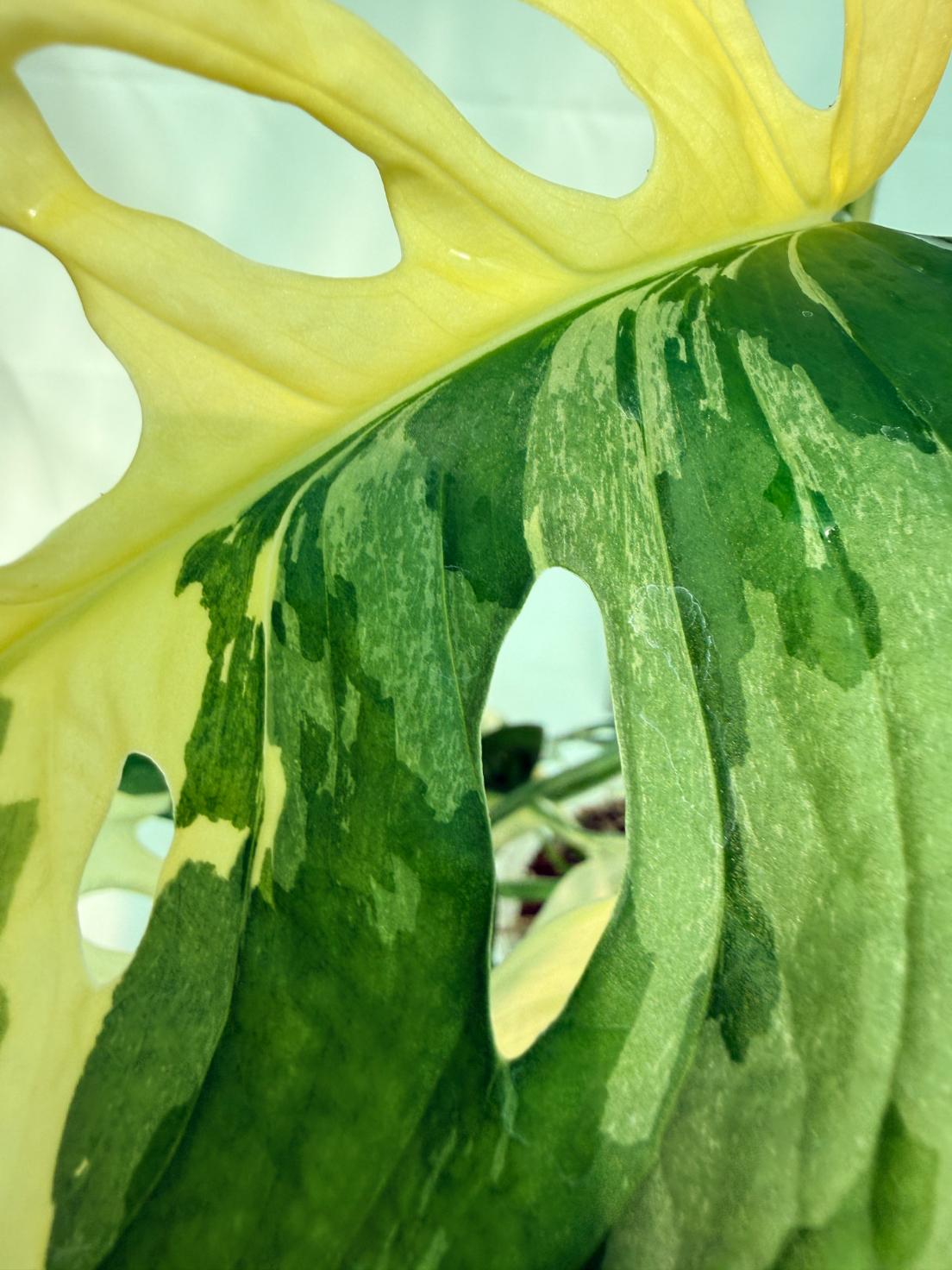 Monstera Adansonii Variegata 4