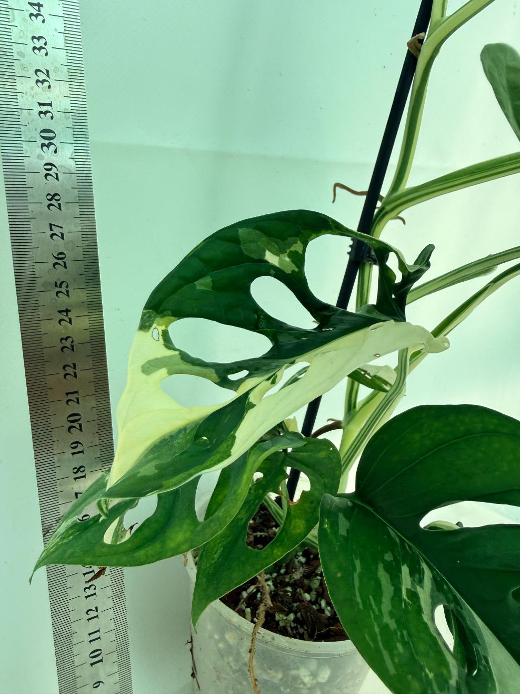 Monstera Adansonii Variegata 10