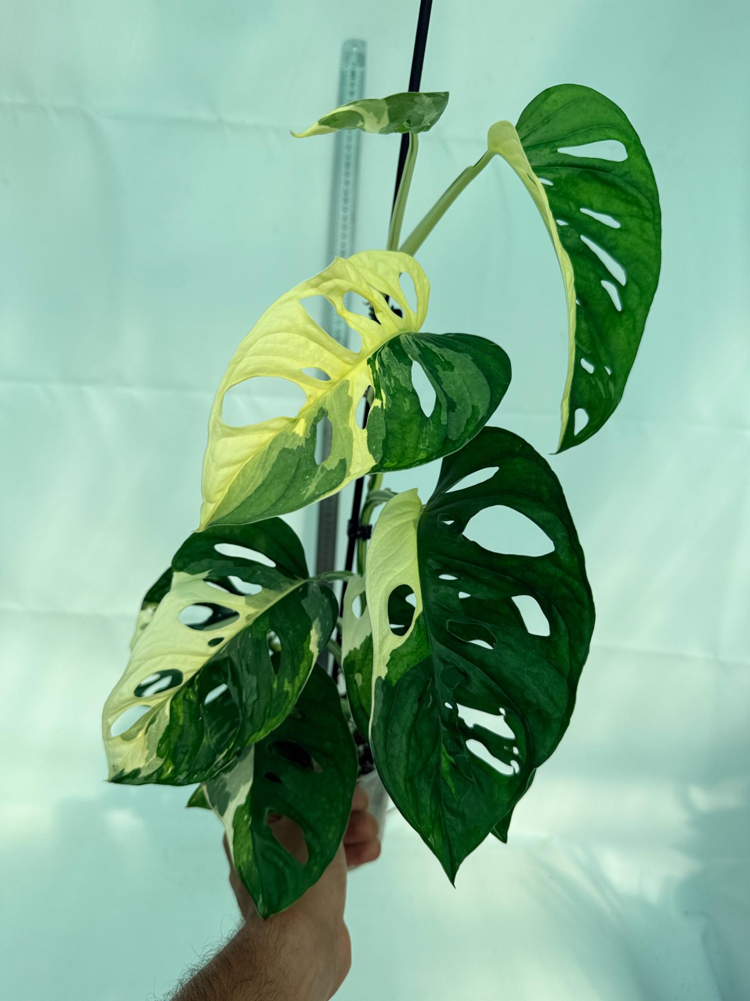 Monstera Adansonii Variegata 5