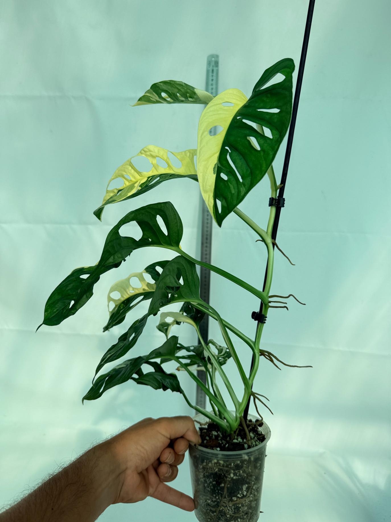 Monstera Adansonii Variegata 11