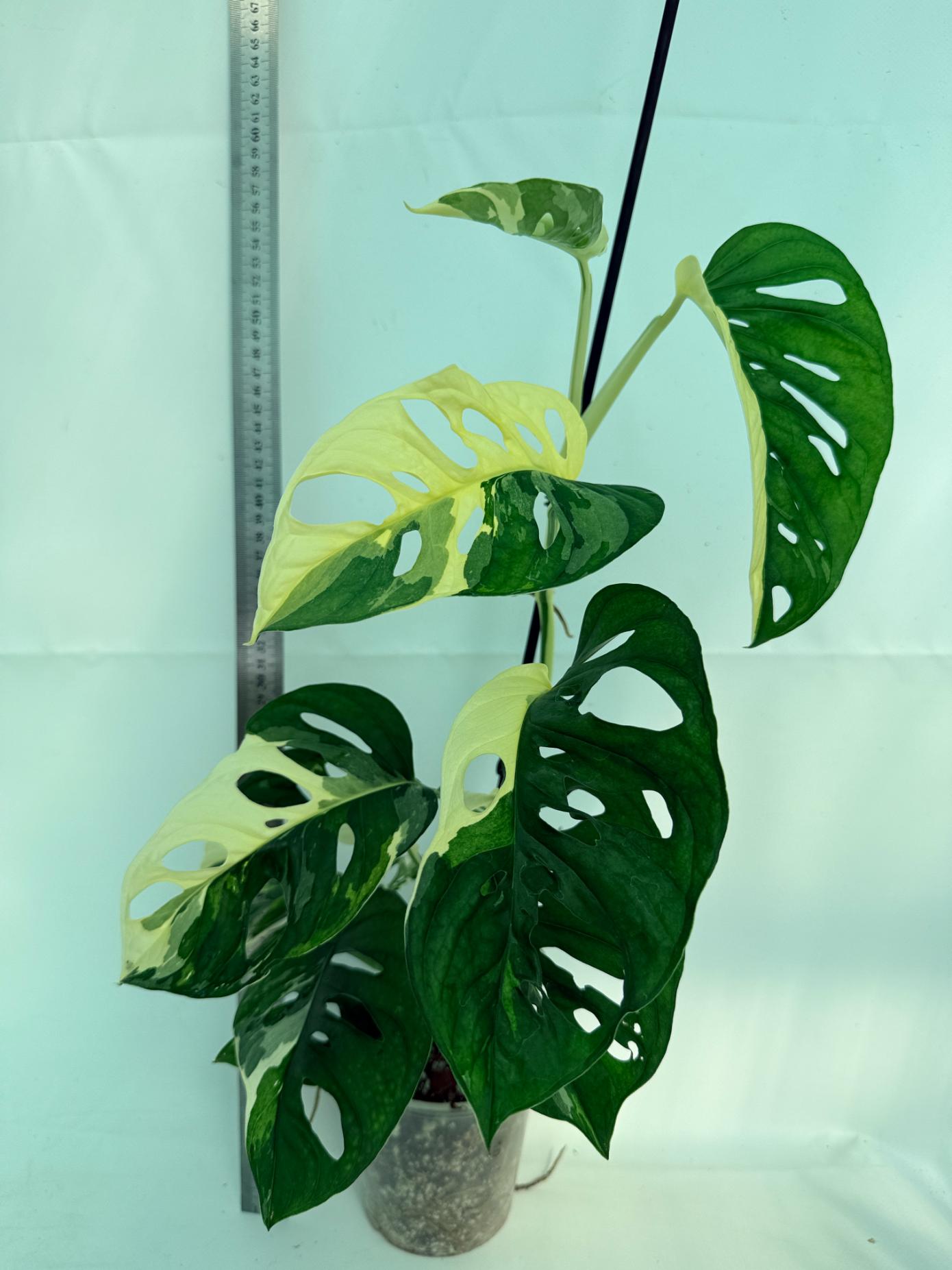 Monstera Adansonii Variegata 1