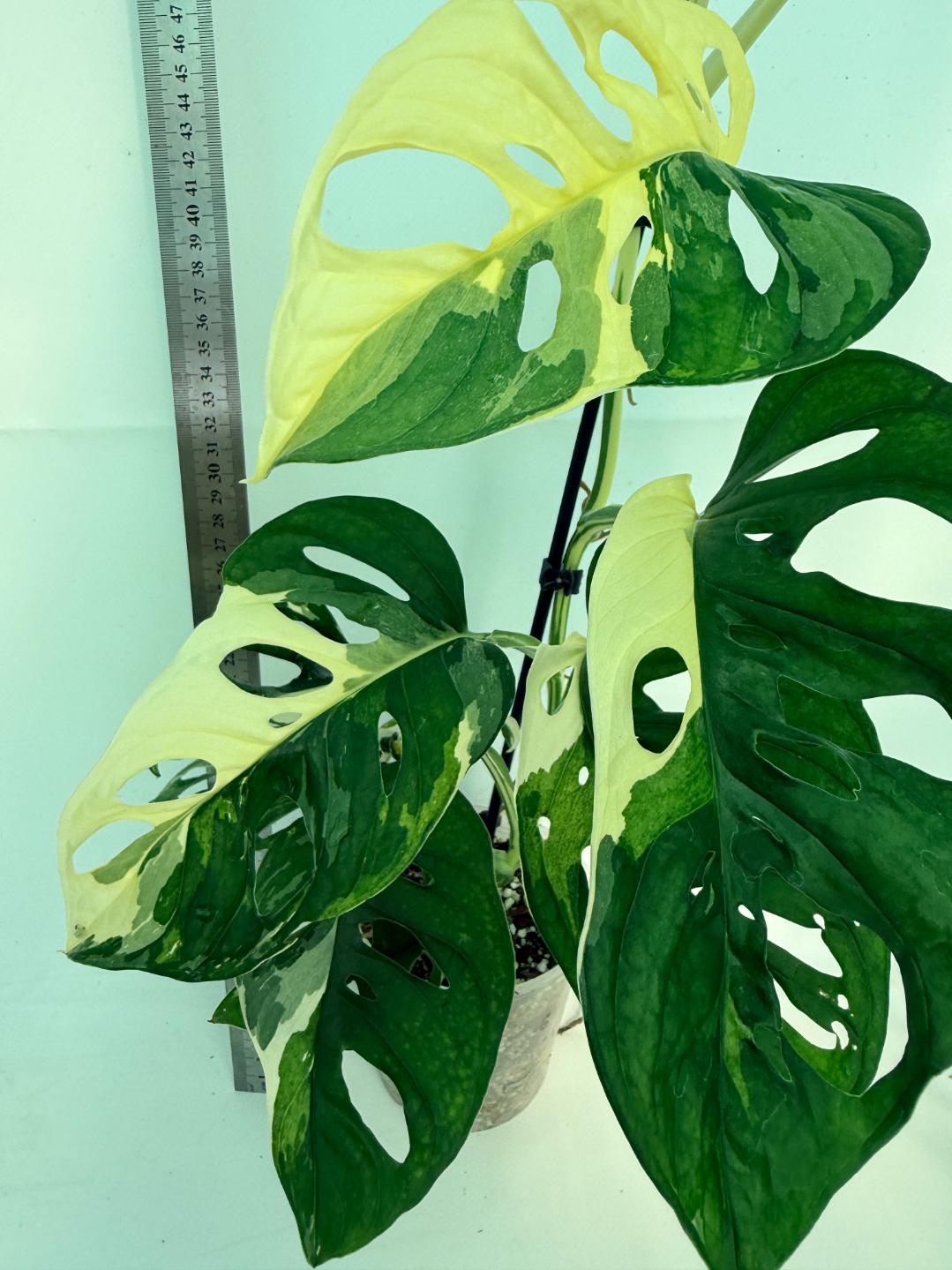 Monstera Adansonii Variegata 3