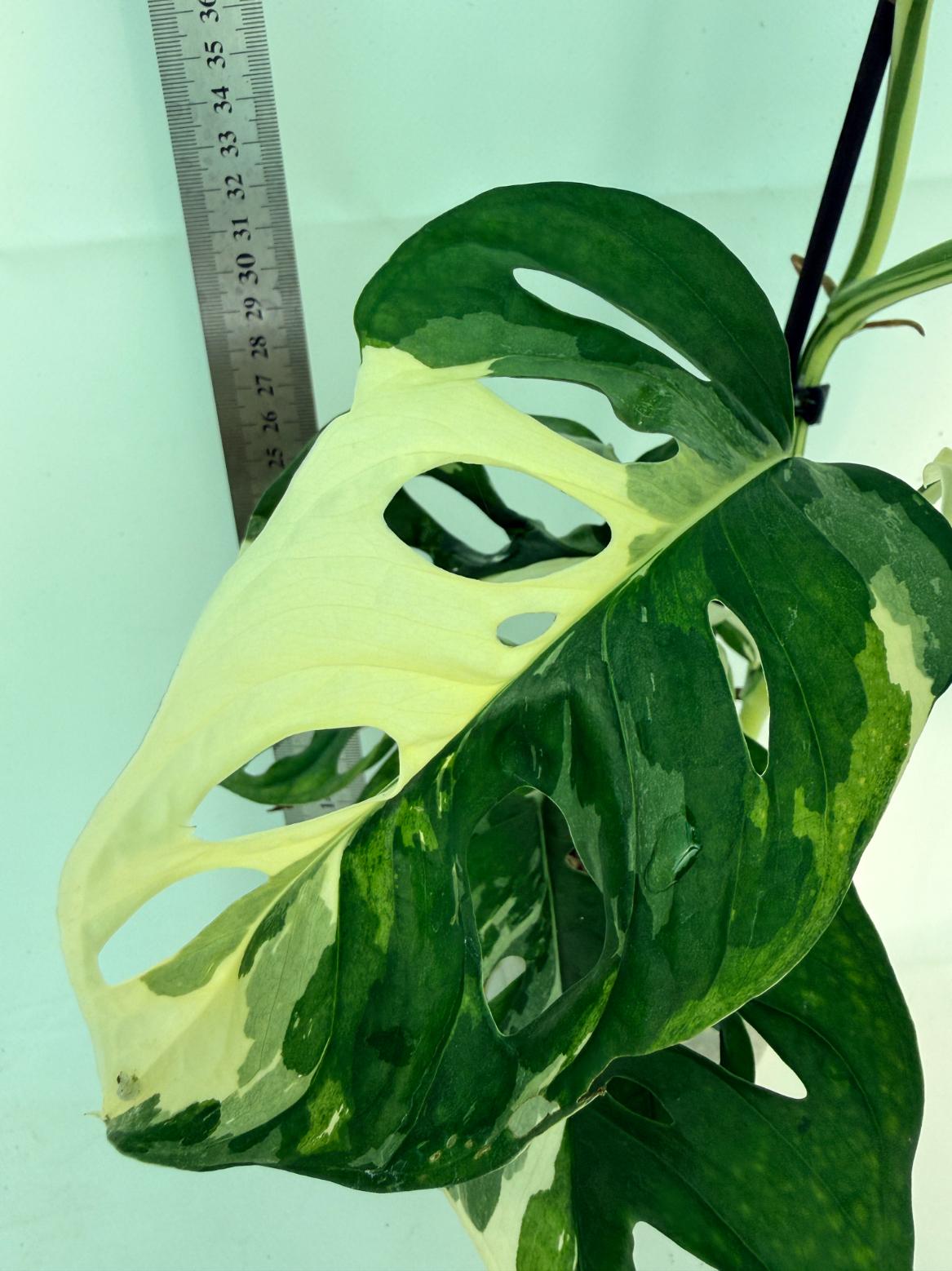 Monstera Adansonii Variegata 2