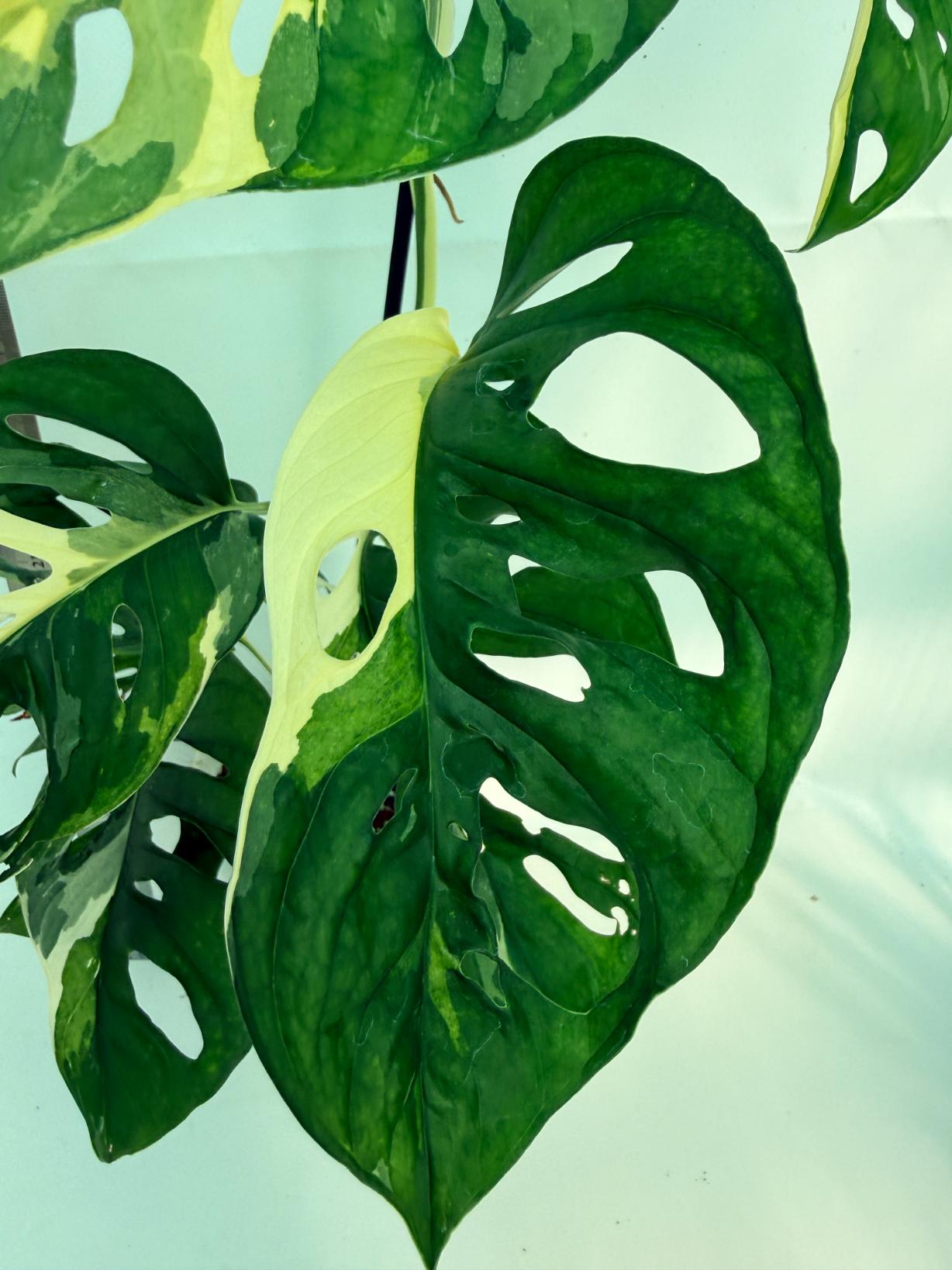 Monstera Adansonii Variegata 6