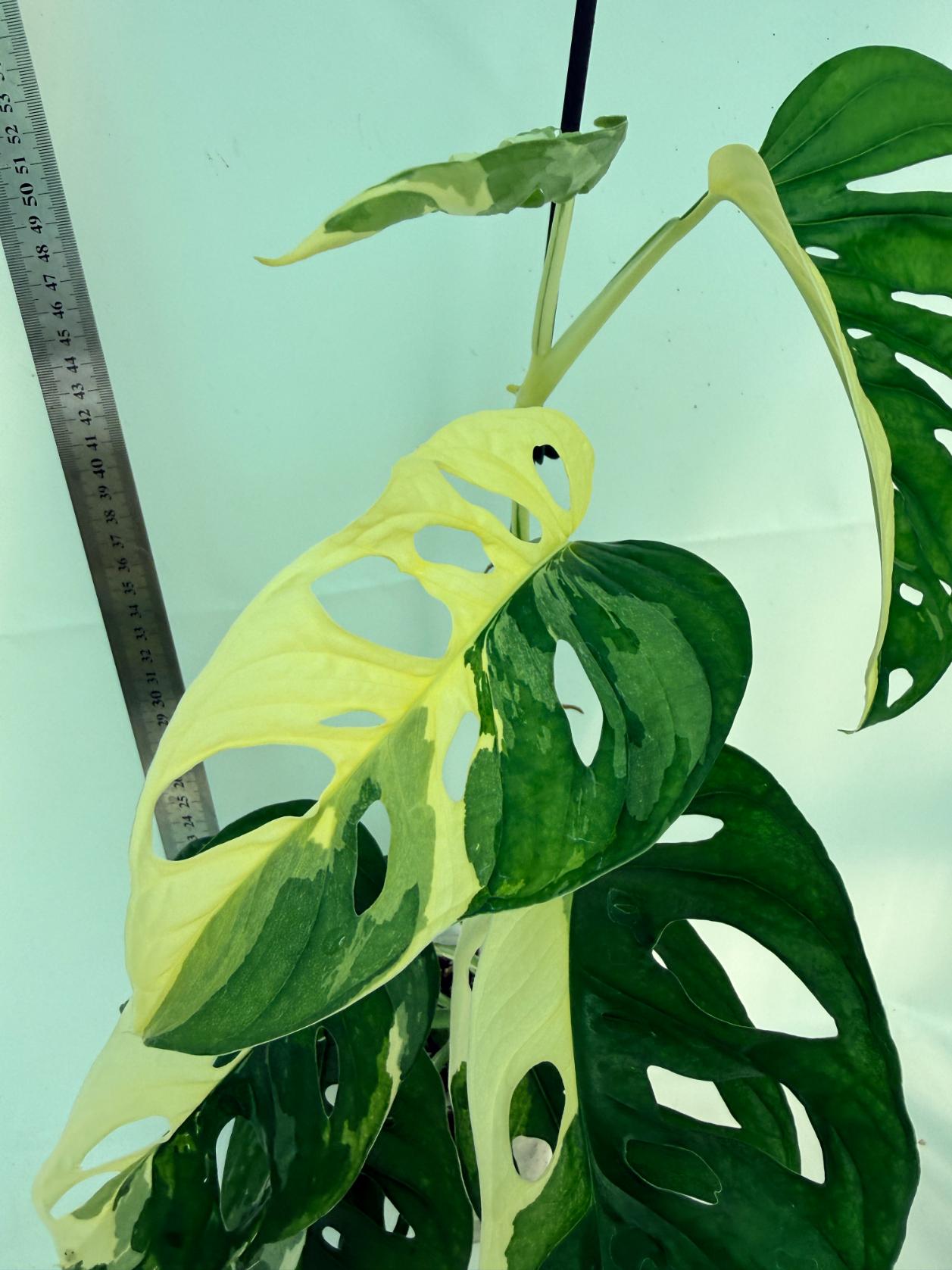 Monstera Adansonii Variegata 7