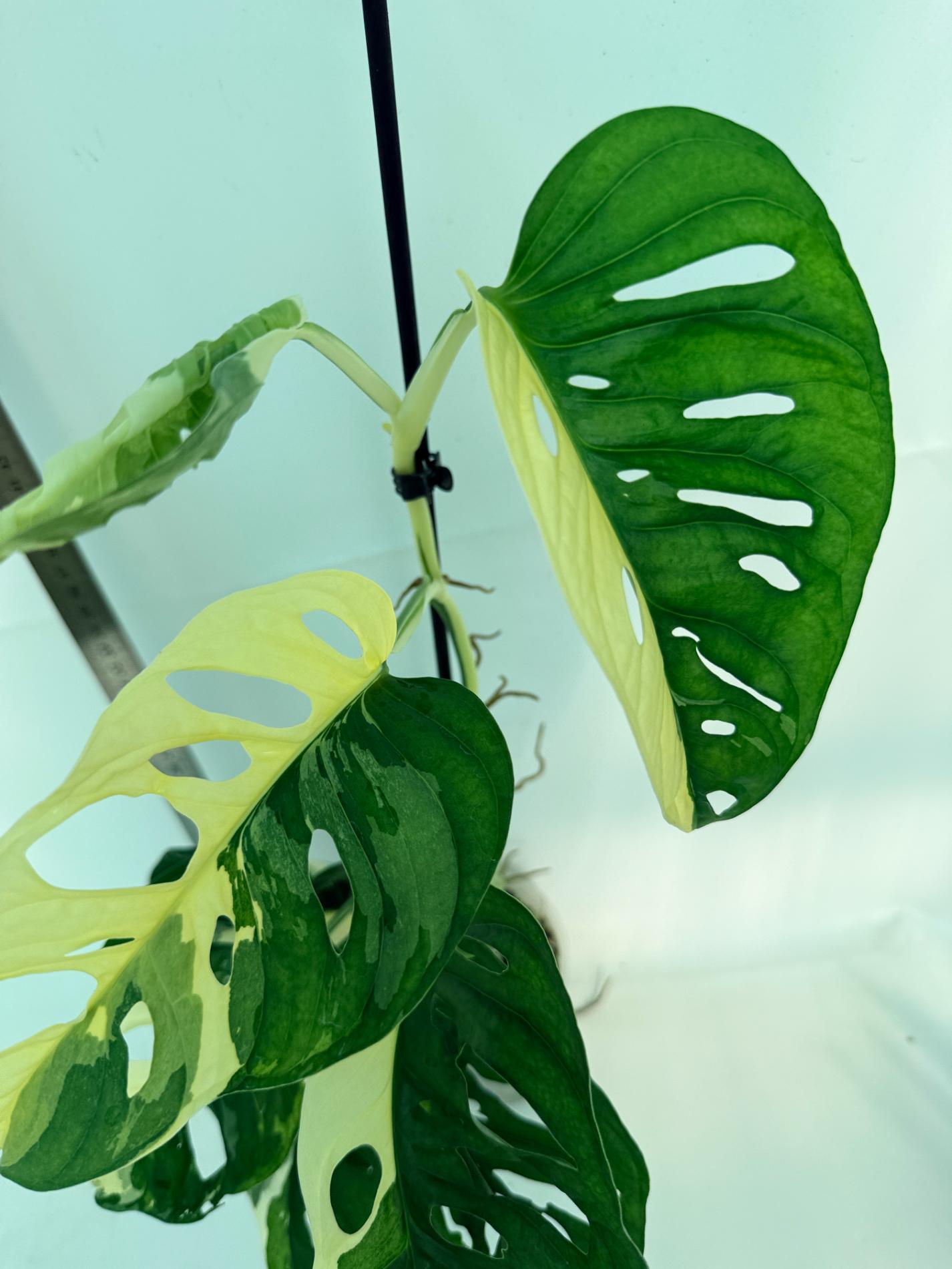 Monstera Adansonii Variegata 8