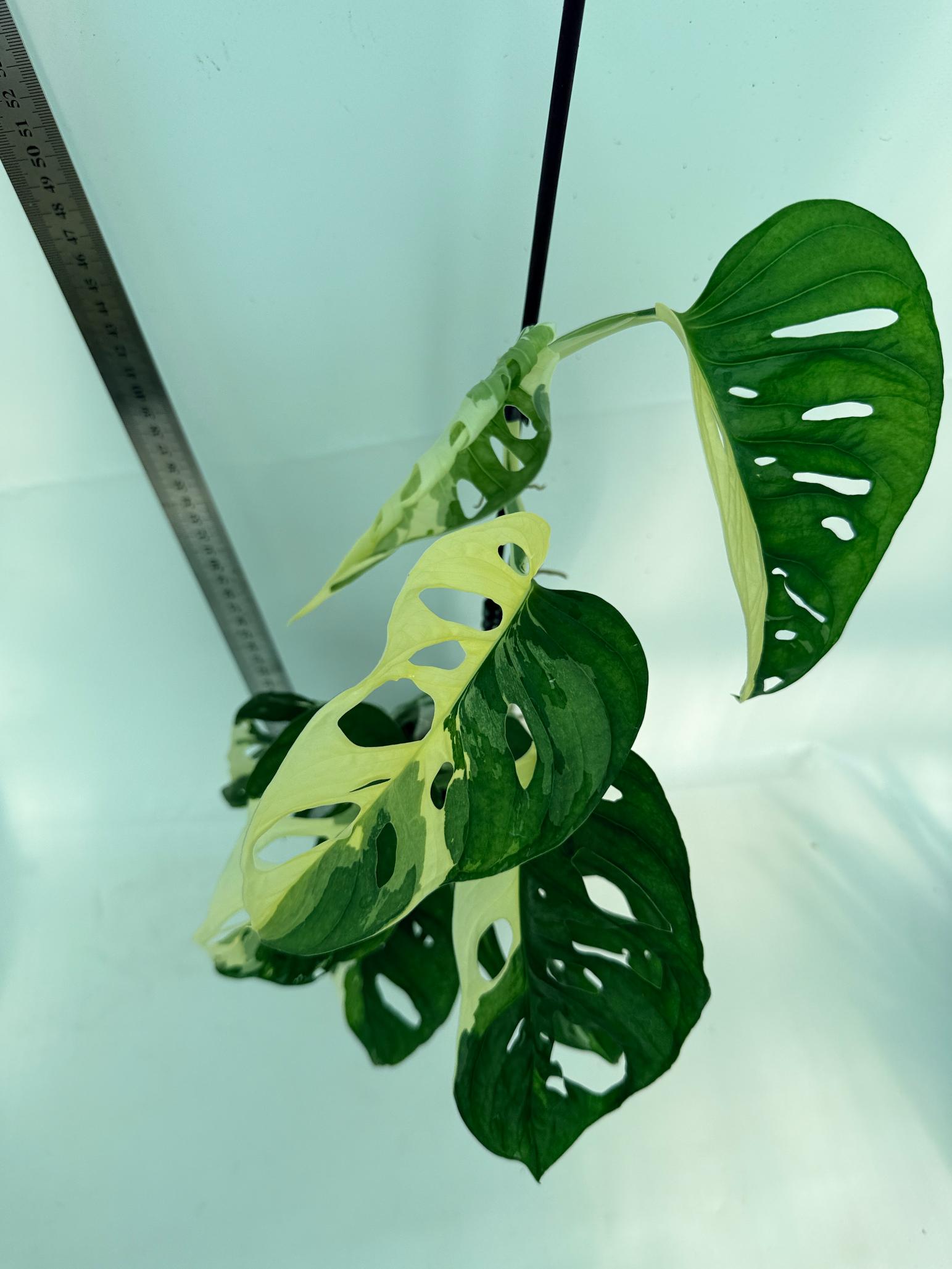 Monstera Adansonii Variegata 9