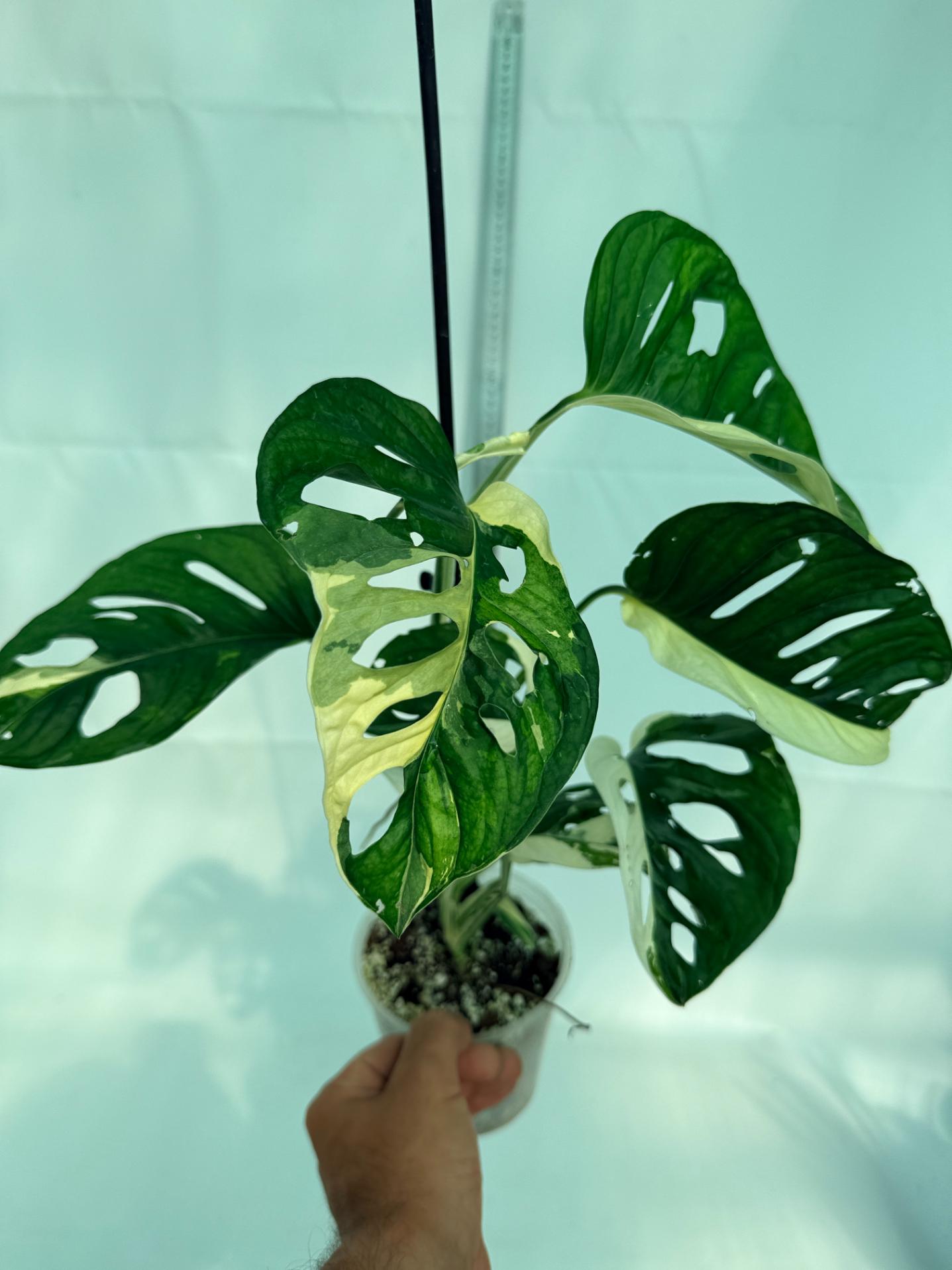 Monstera Adansonii Variegata 10