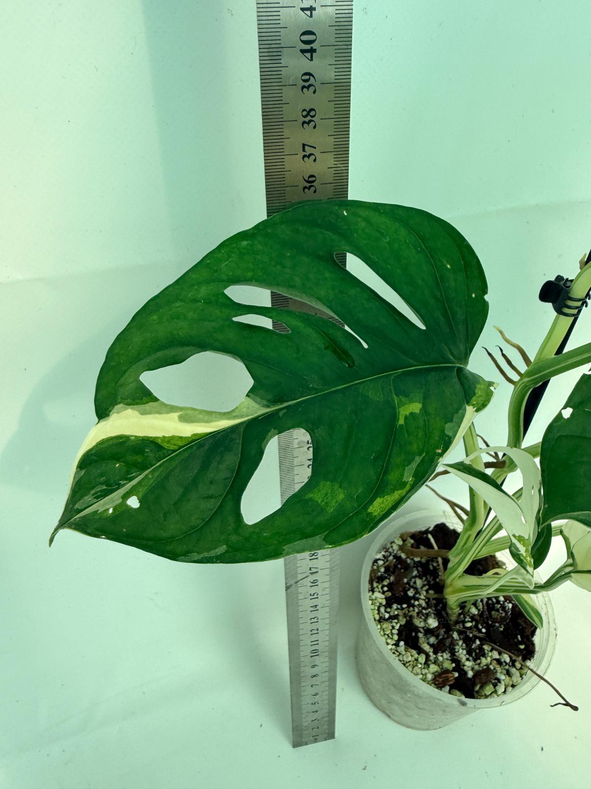 Monstera Adansonii Variegata 8
