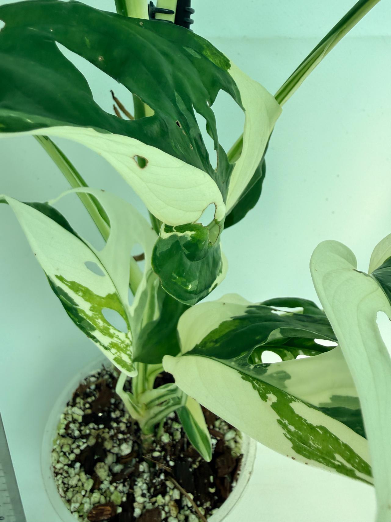 Monstera Adansonii Variegata 9
