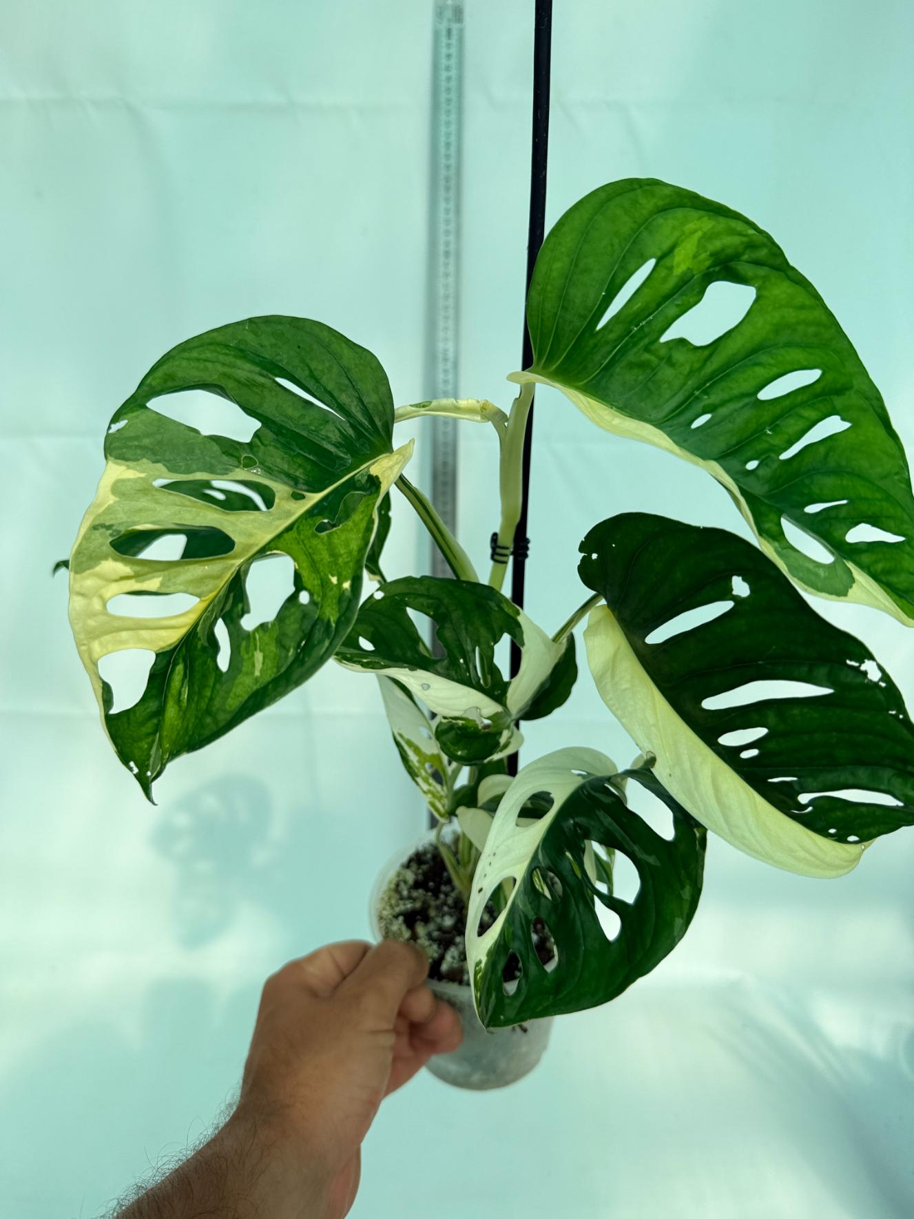Monstera Adansonii Variegata 11