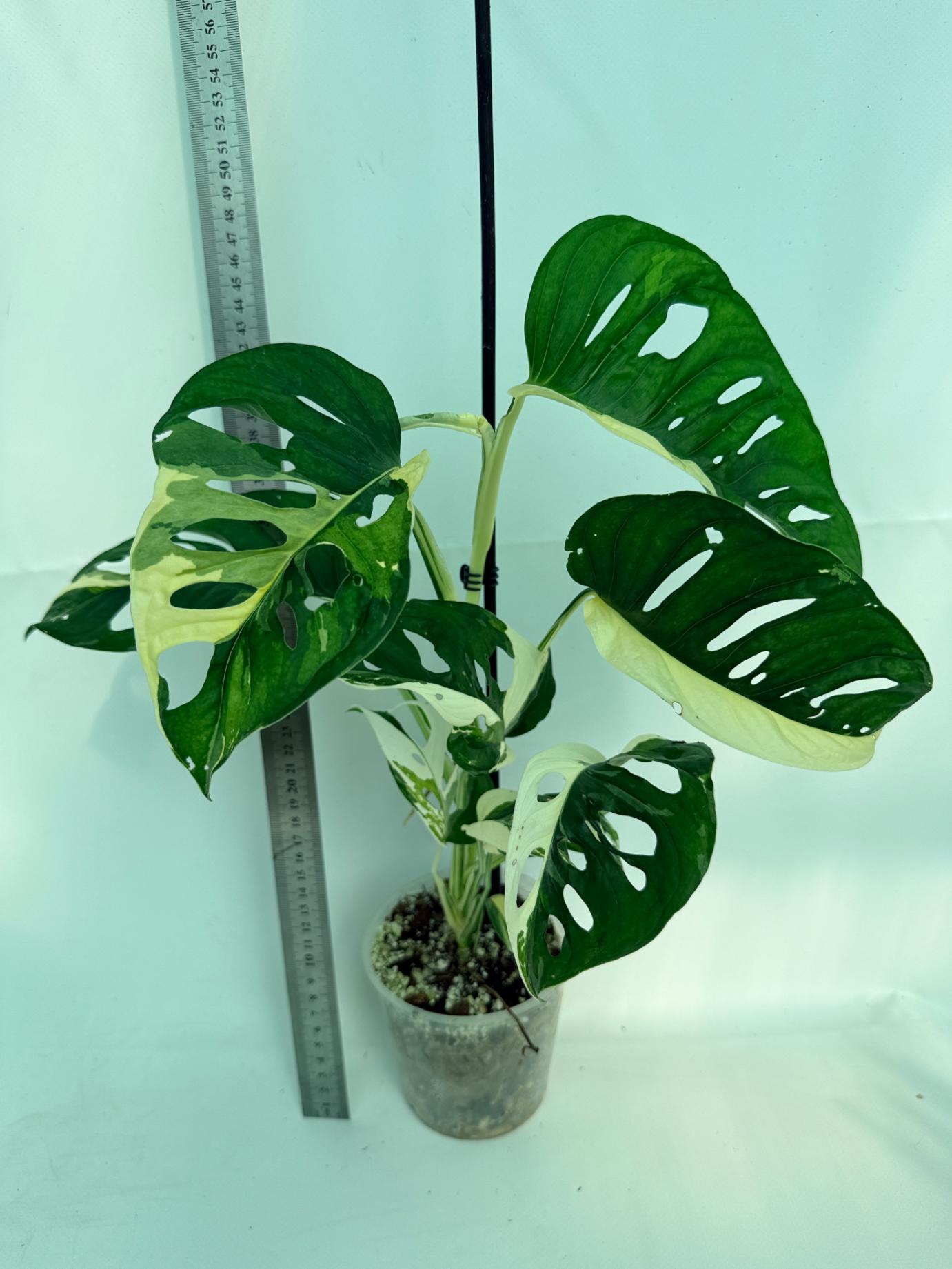 Monstera Adansonii Variegata 1