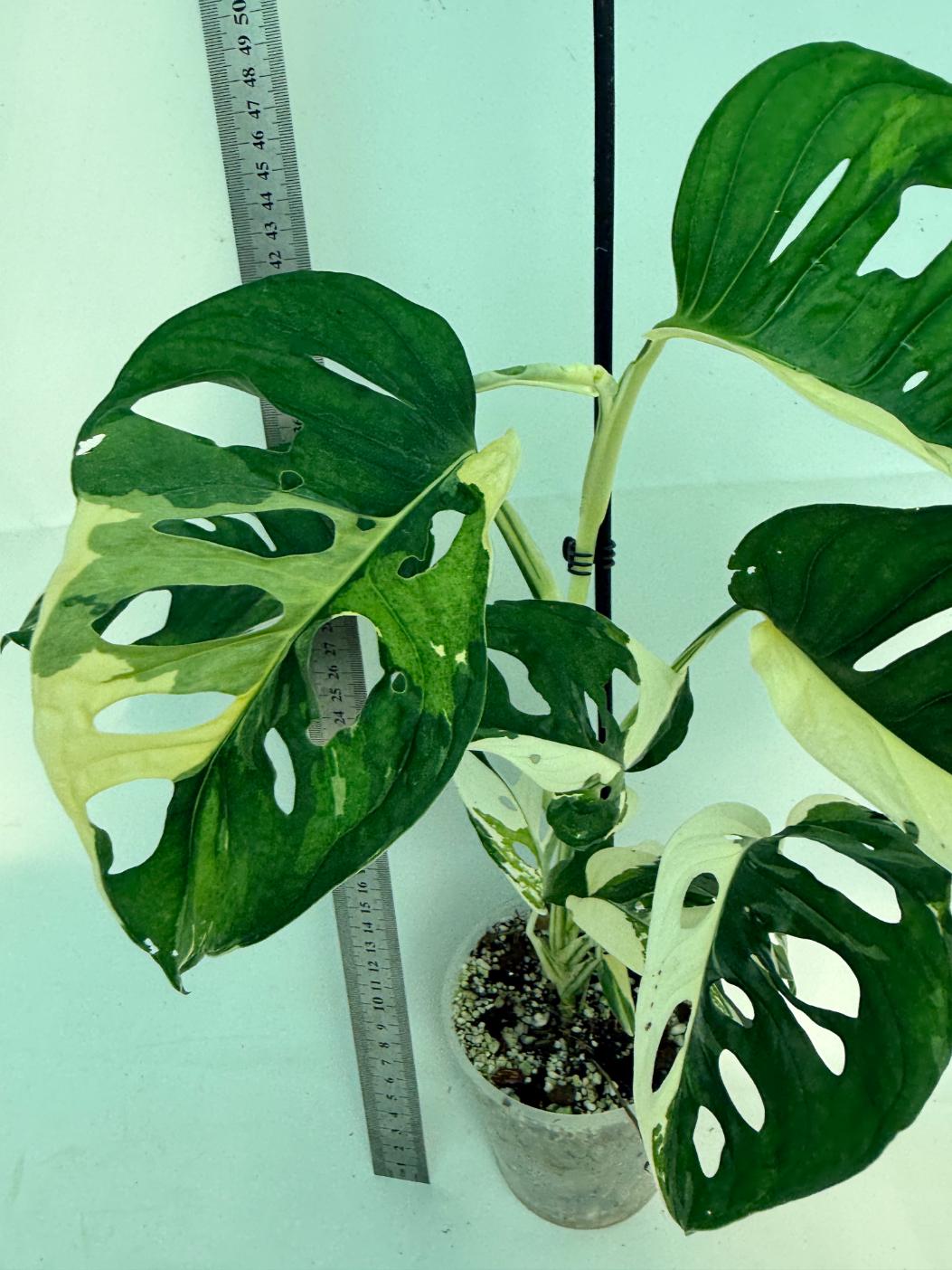 Monstera Adansonii Variegata 3