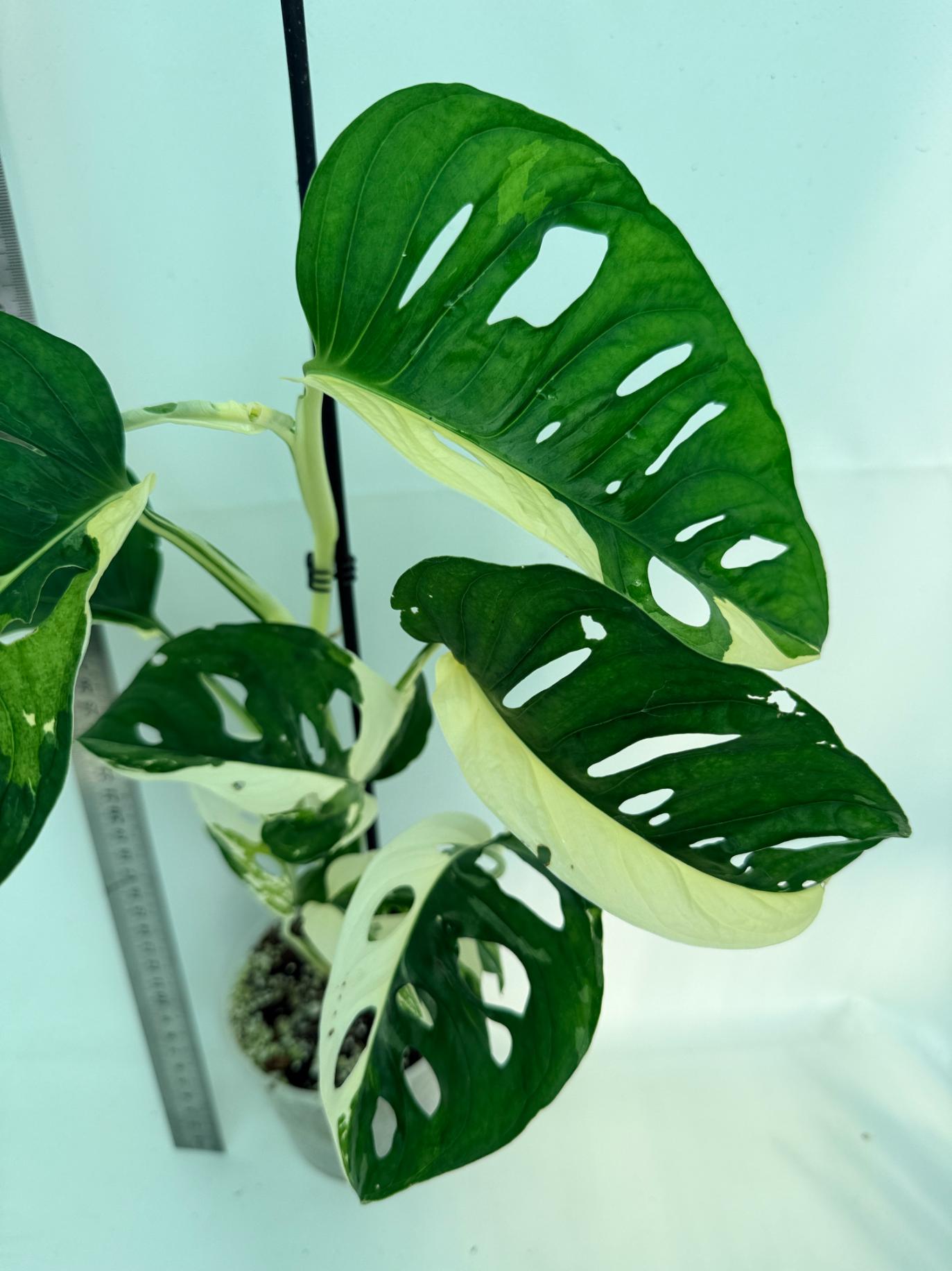 Monstera Adansonii Variegata 7