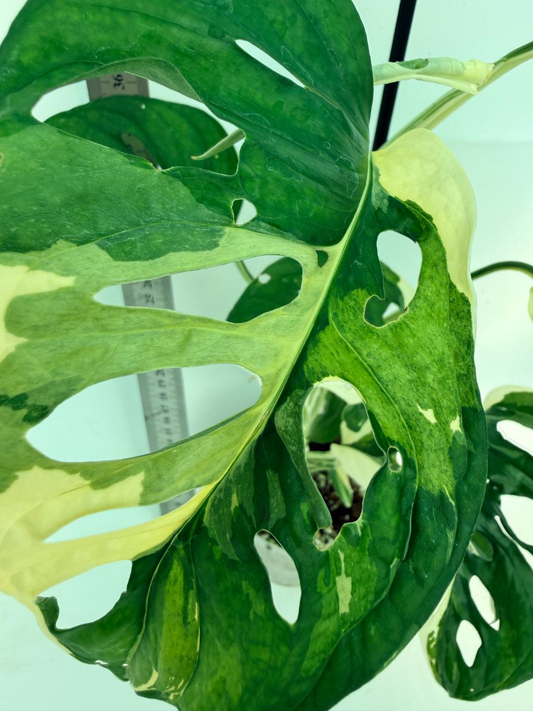 Monstera Adansonii Variegata 4