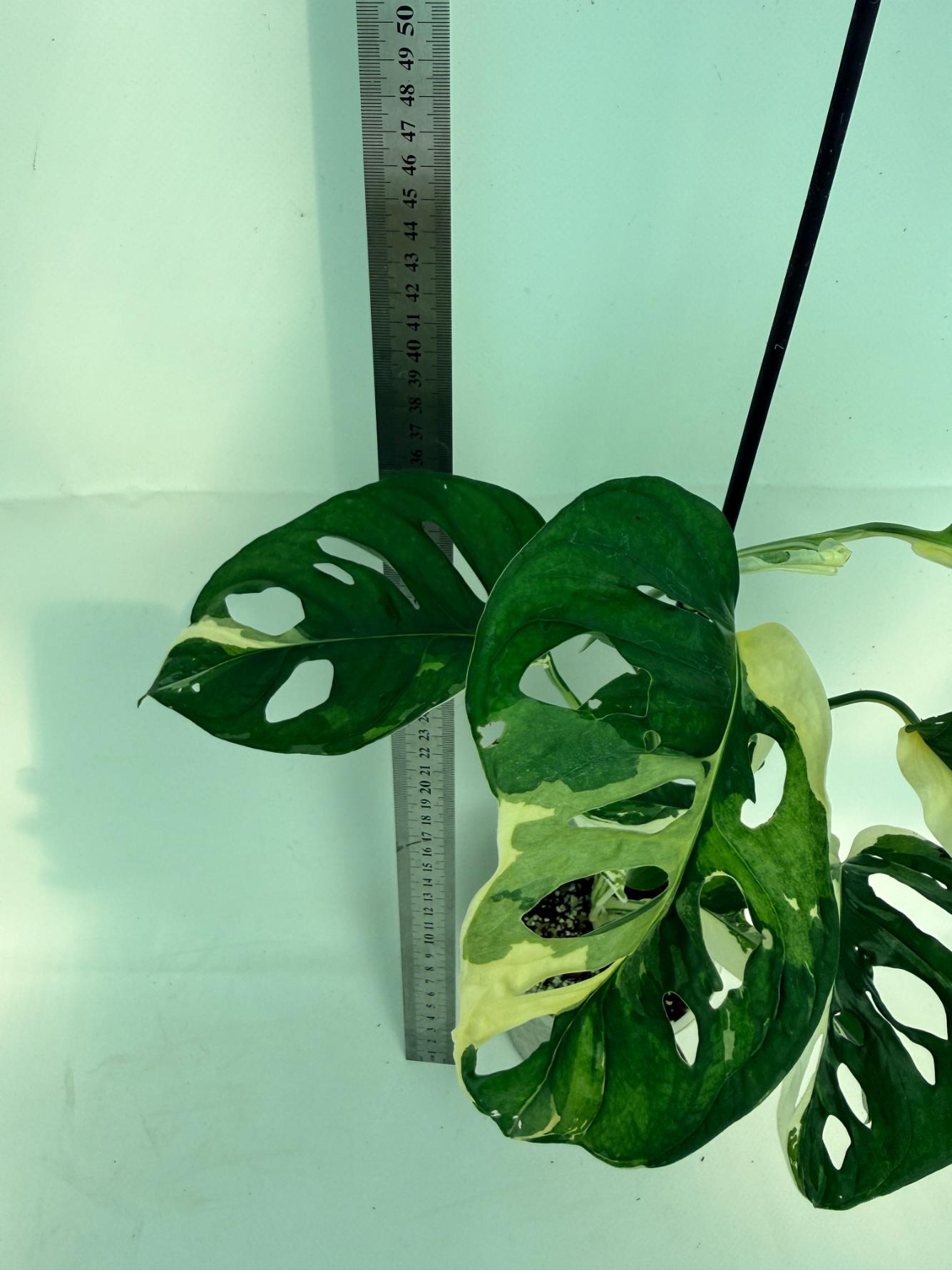 Monstera Adansonii Variegata 5