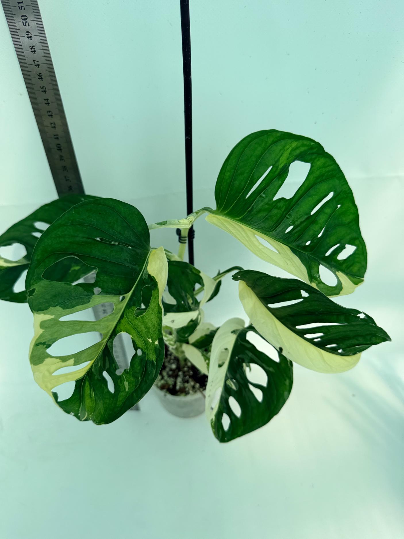 Monstera Adansonii Variegata 6