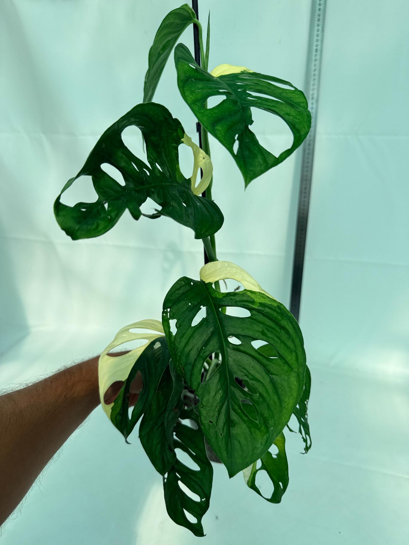 Monstera Adansonii Variegata 4