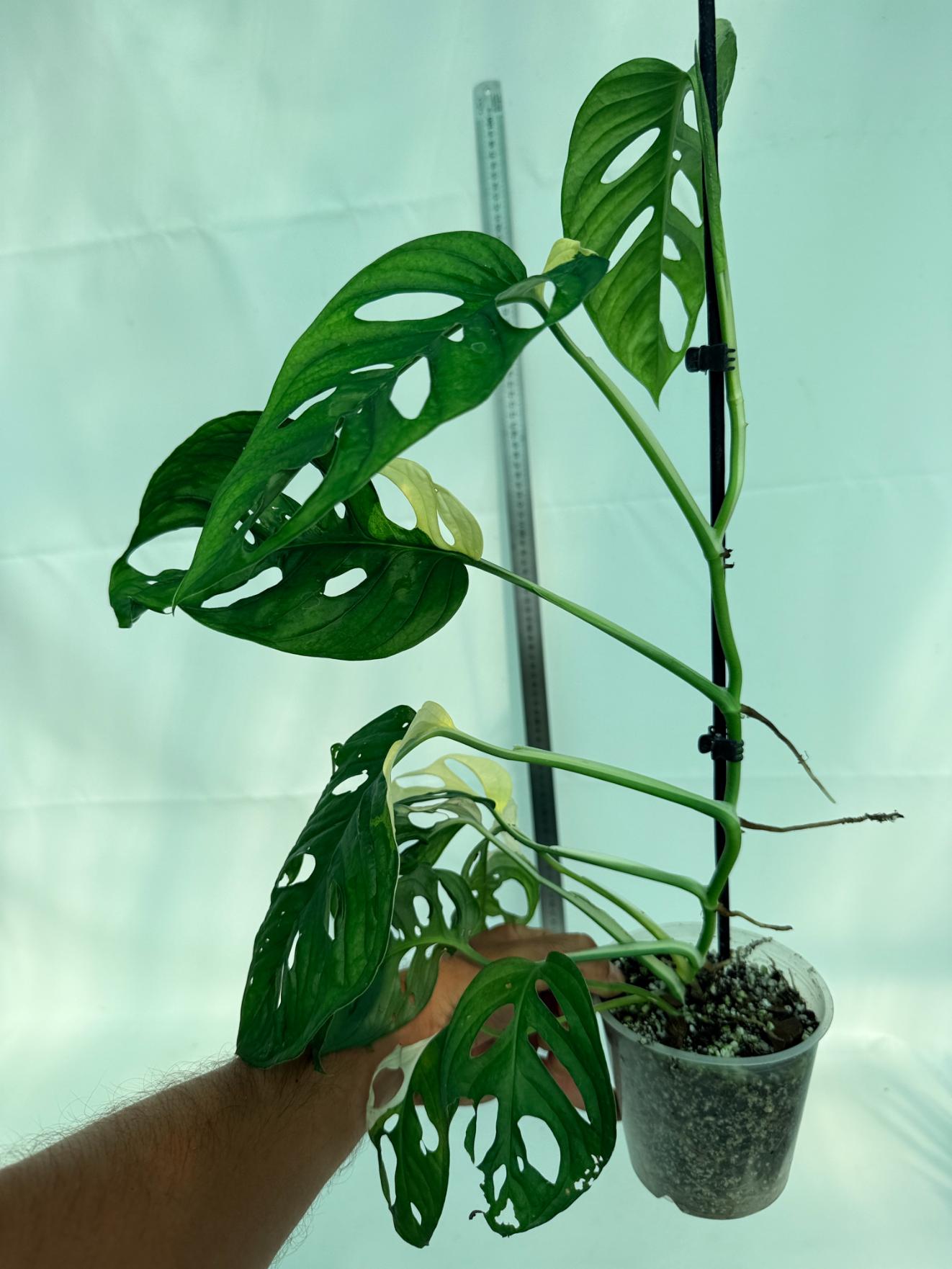 Monstera Adansonii Variegata 9