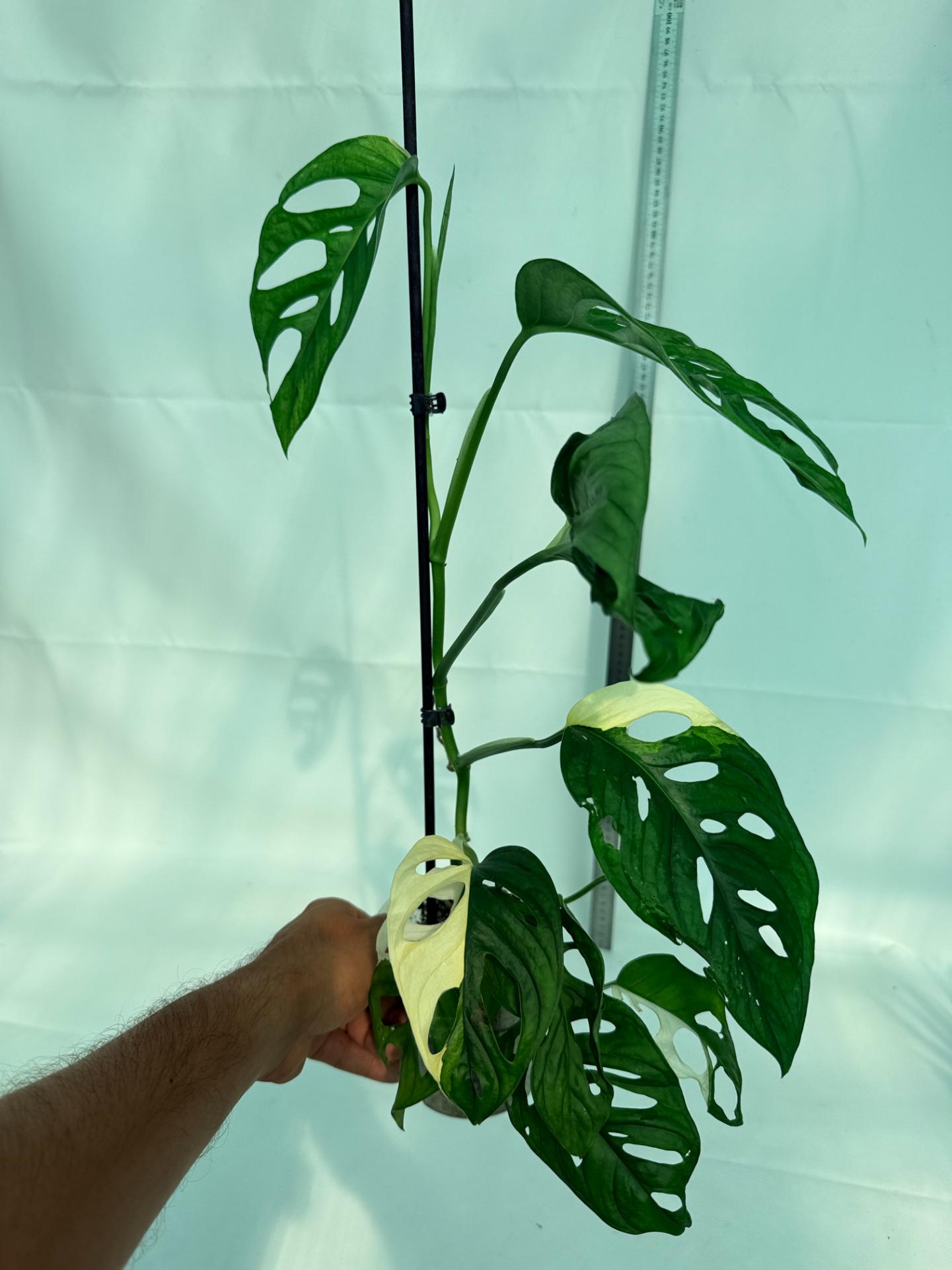Monstera Adansonii Variegata 10