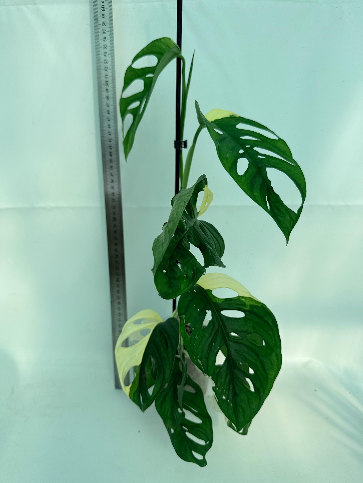 Monstera Adansonii Variegata 1