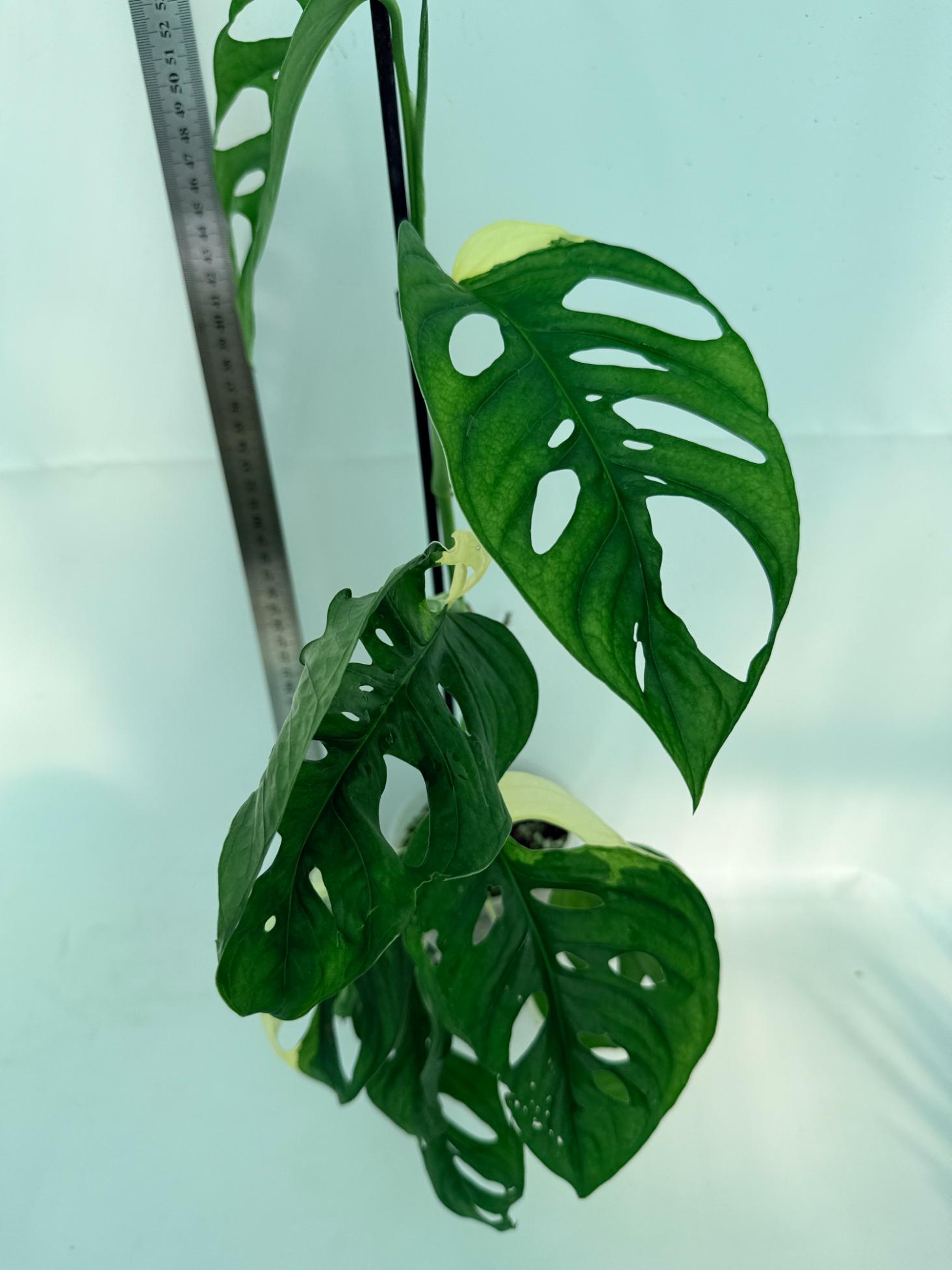 Monstera Adansonii Variegata 8